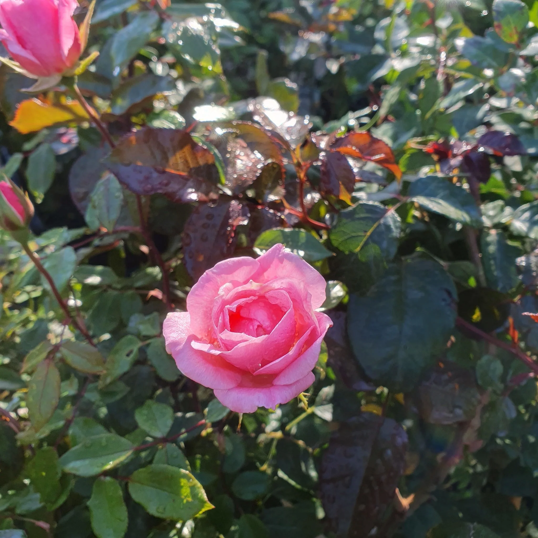 Enjoy 40% off all Roses 🌹- In store only, for a limited time.