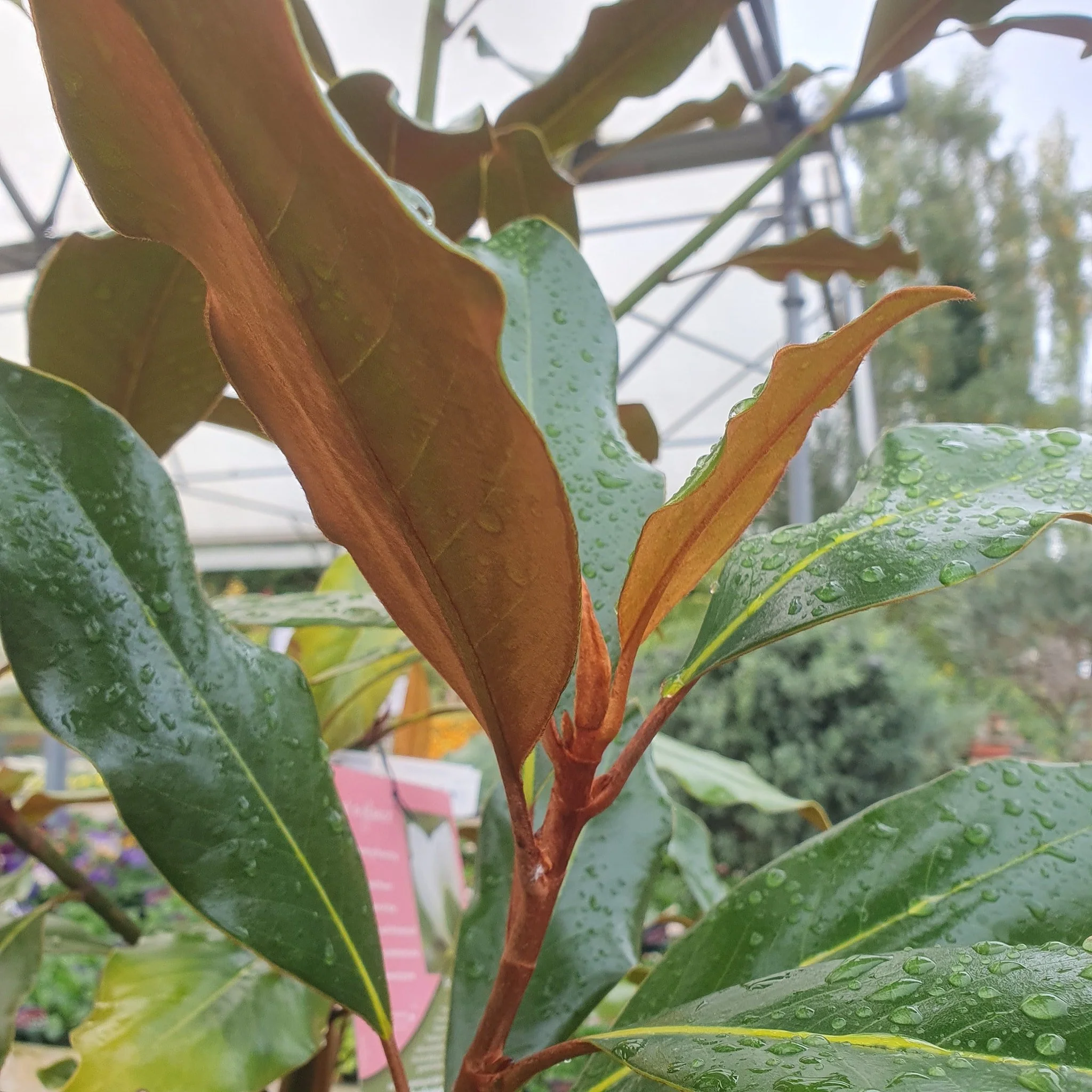 🌳 Tree Delivery Just In! - and More on the Way Soon 🌳

We've just recieved a fantastic delivery to top up our already extensive selection of trees - including stunning evergreen Magnolias!

Now is a great time to plant, as trees are entering their 