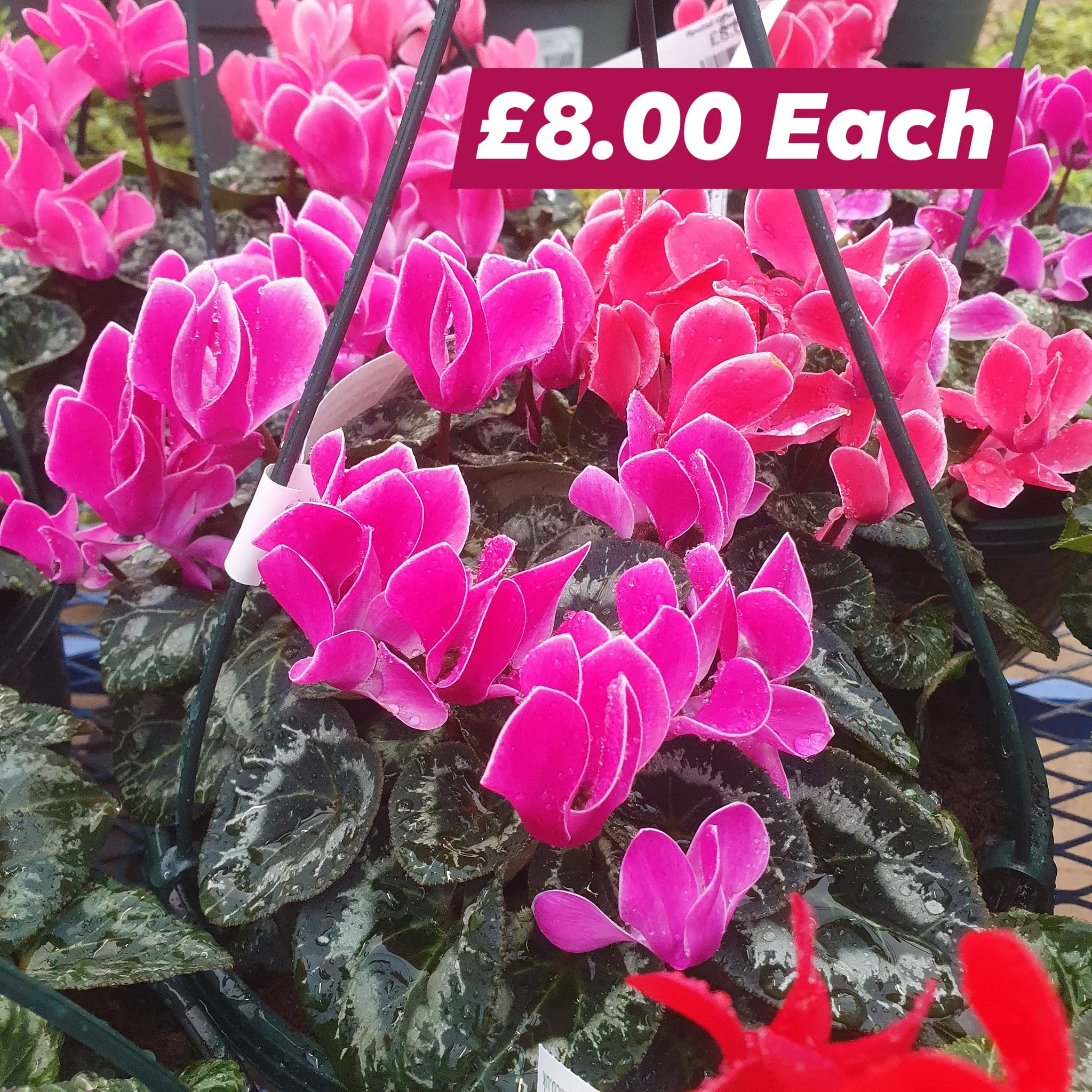 Special Offer!! 

10 inch Hanging Baskets

Limited stock available, Don't Miss Out!