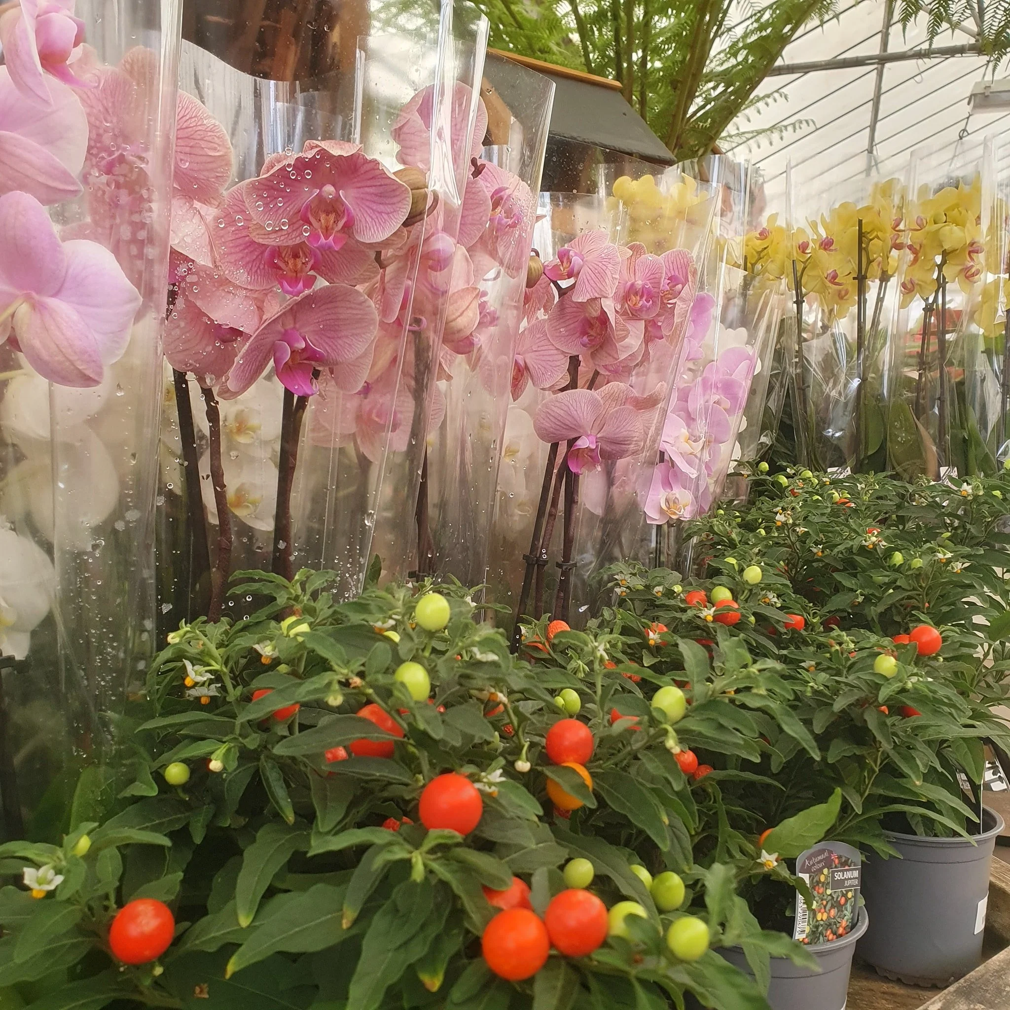 🌿✨ Step into a world of colour!
There's no shortage of vibrancy in our houseplant area right now &ndash; from lush green foliage to striking blooms in a variety of shades, it's the perfect place to find a little joy.

Whether you're a seasoned plant