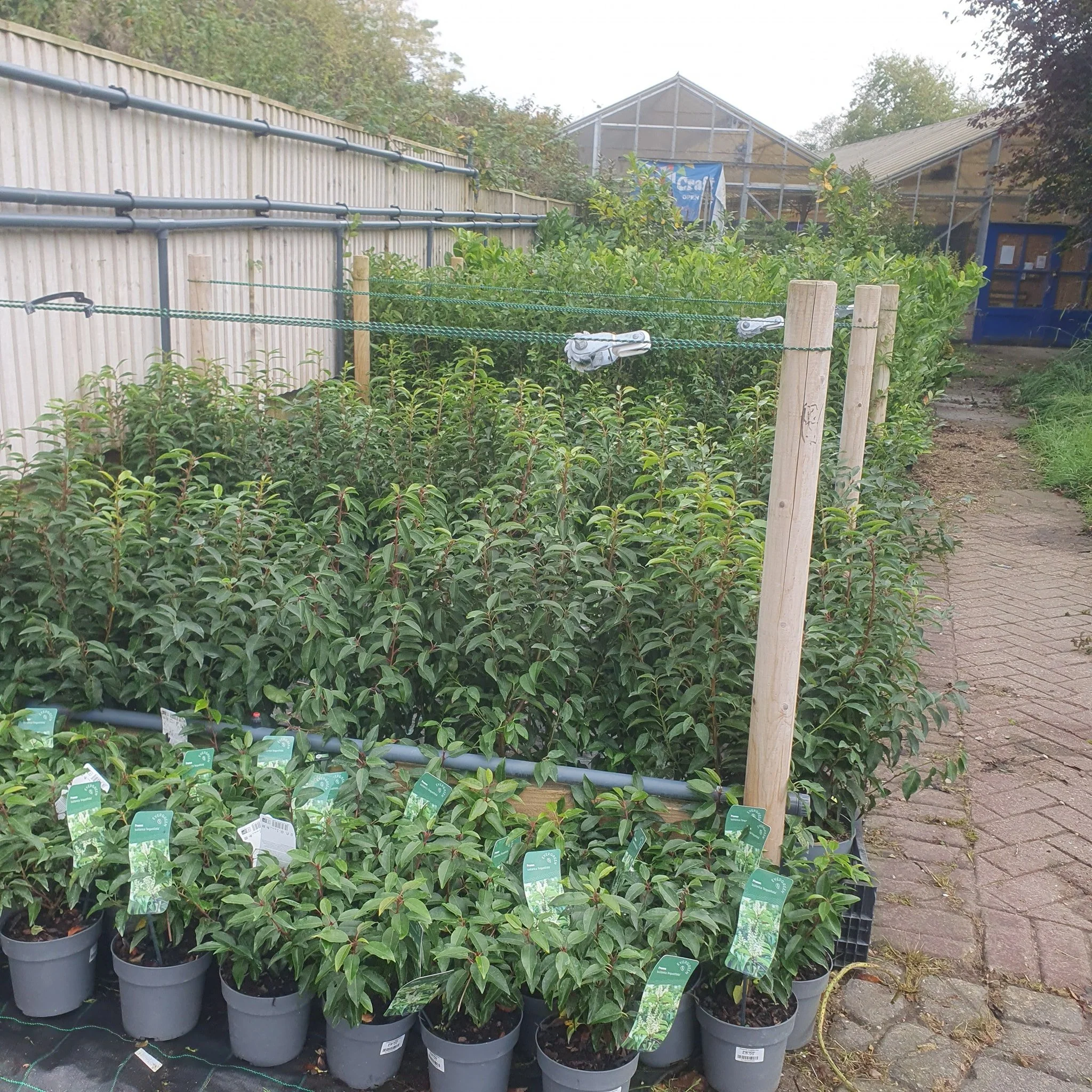 🌿 Create structure and privacy 🌿

We have a great selection of hedging plants in stock &mdash; perfect for shaping your garden, adding a natural boundary, or creating a lush backdrop for your outdoor space.

📍 Visit us in-store and explore the ran