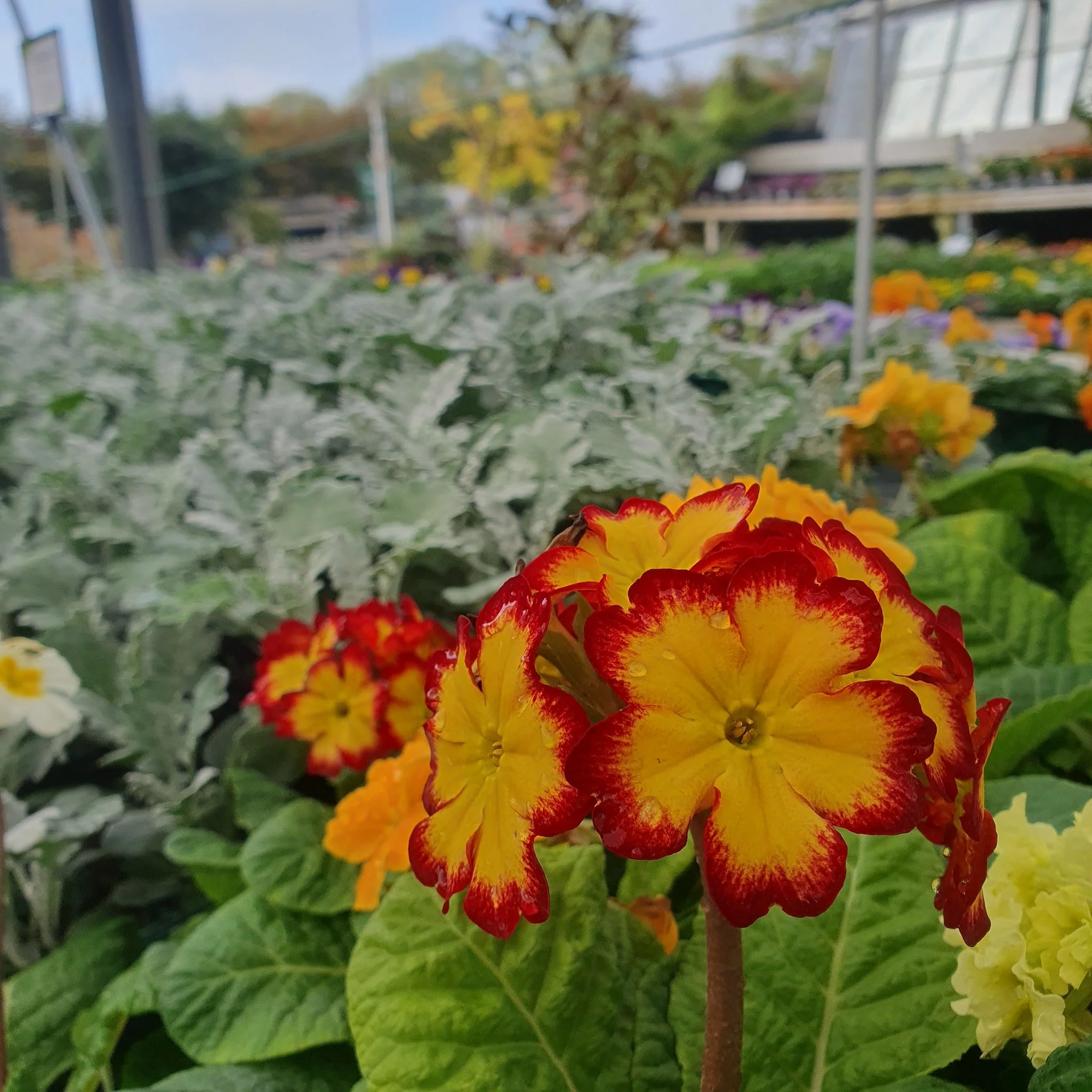 ππΈ Plenty of Seasonal Colour to Brighten Your Space! πΌπΏ
Our displays are bursting with seasonal colour, perfect for adding warmth and vibrancy to your garden, patio, or doorstep. From rich autumn tones to late-blooming flowers and fresh foliage,