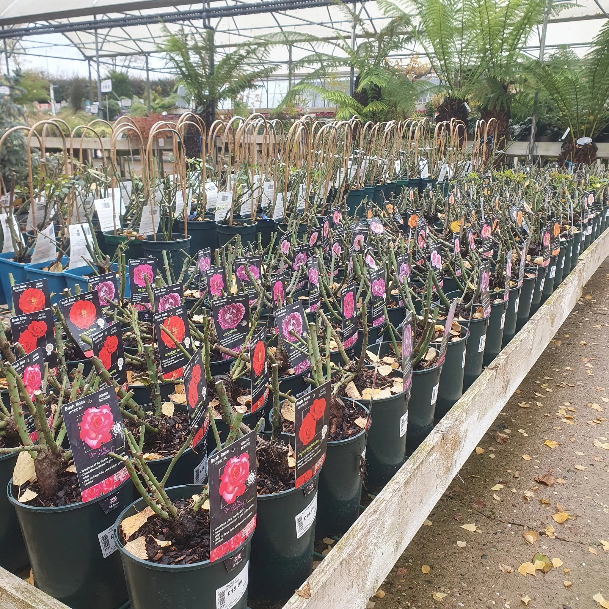 Our new season Roses have arrived!! 🌹 

Roses are a wonderful gift, and great for special occasions, and now is a excellent time to plant them.

Come and browse our selection of wonderful colours... Many of which are Fragrant.