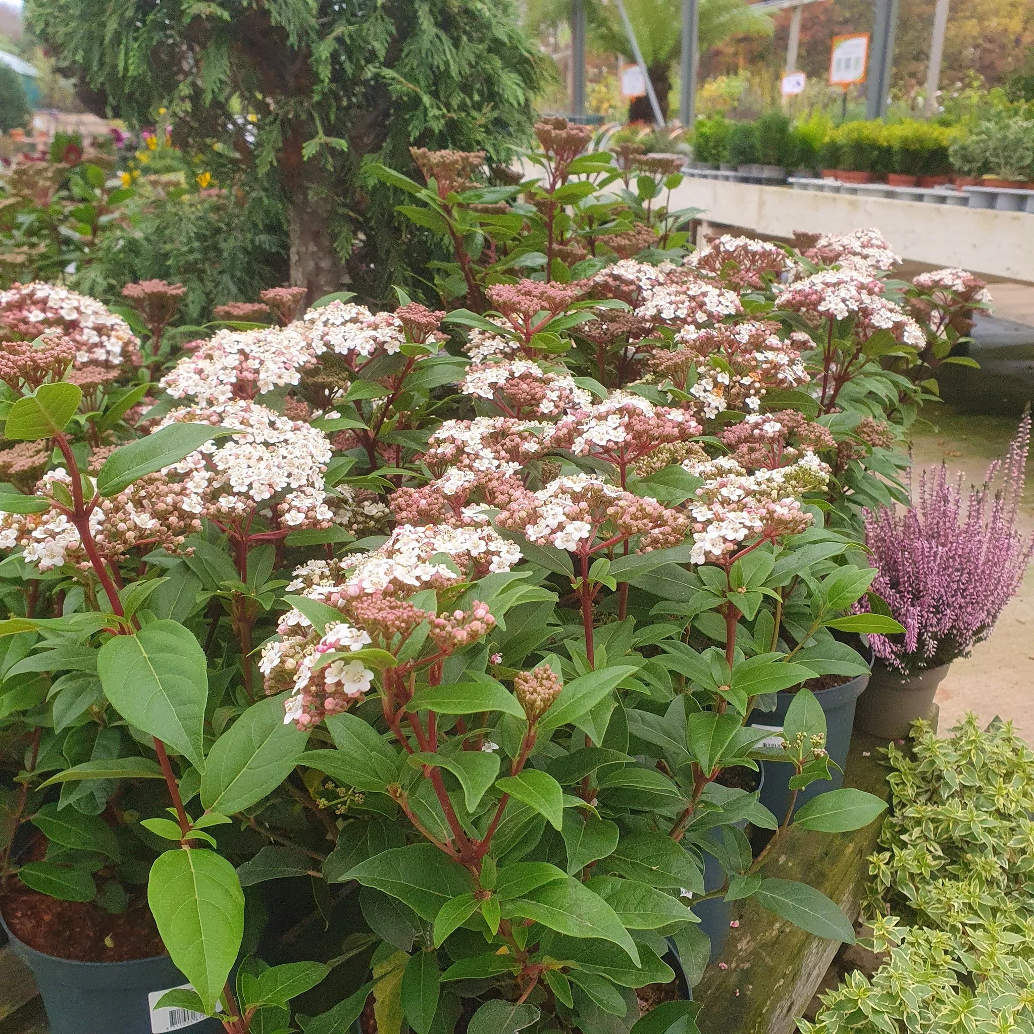 Have you seen our lovely Viburnum tinus?

What a versatile shrub, Flowering from late Autumn to Spring, Evergreen and great on its own or as a hedge.

We have a range of sizes, from 1ltr @ &pound;4.99 to 7.5ltr @ &pound;27.99. Come and explore your s