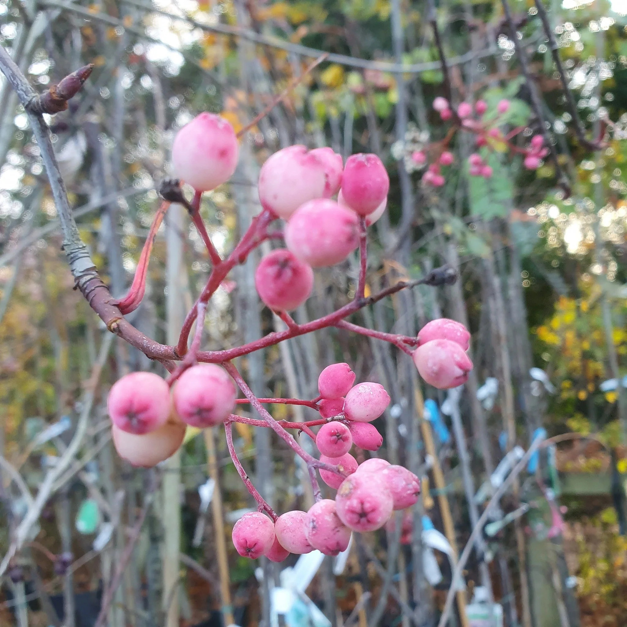 There's only 1 week Left for our National Tree Week Offer - Don't Miss Out!

🌳 Celebrate National Tree Week with Us! 🌳

We&rsquo;re marking the occasion with an amazing 20% OFF all Ornamental &amp; Fruit Trees &mdash; starting Saturday 22nd Novembe