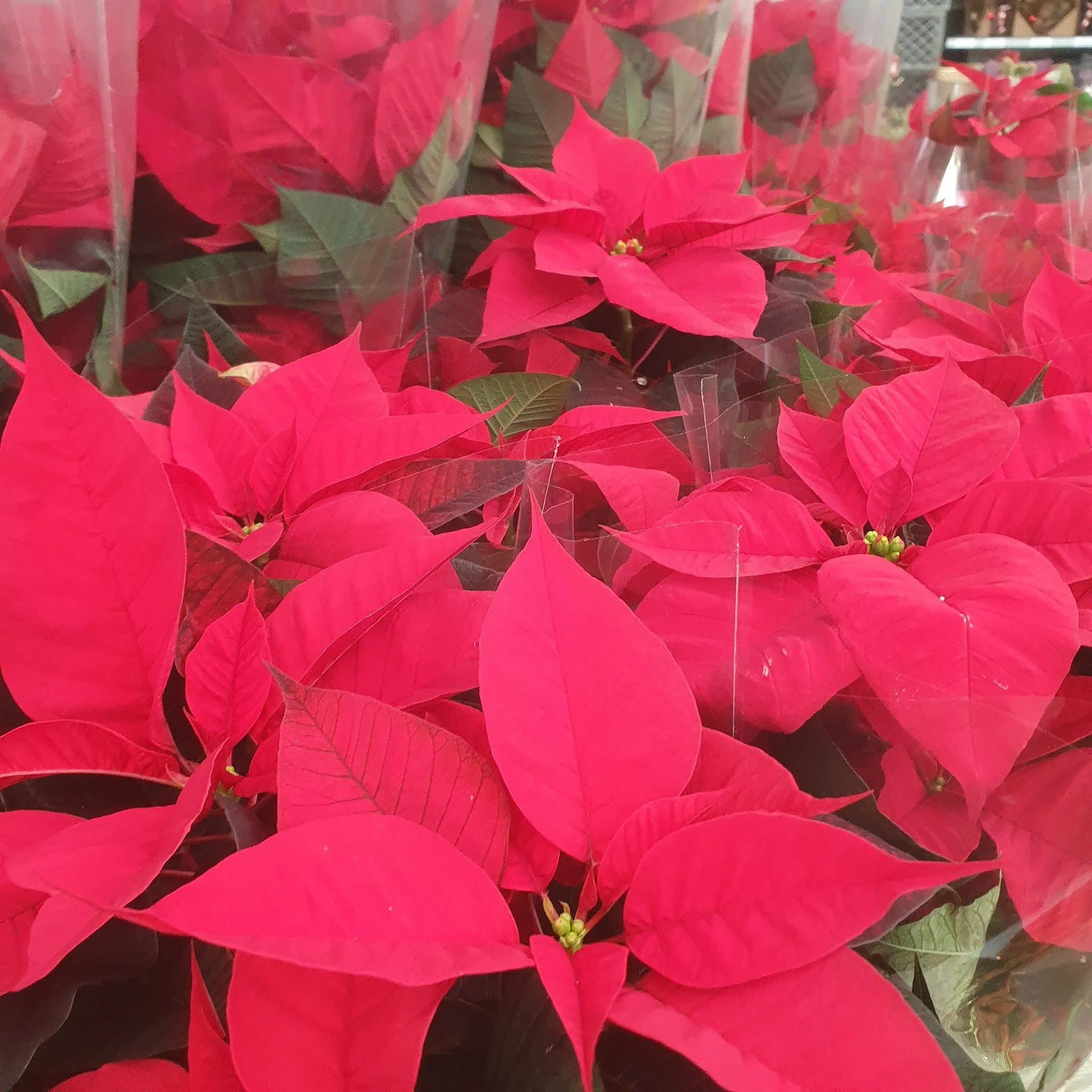 Start the Festivities with Colour!

We have a wonderful selection of colour, to bring warmth and festivety to your home this Christmas season.