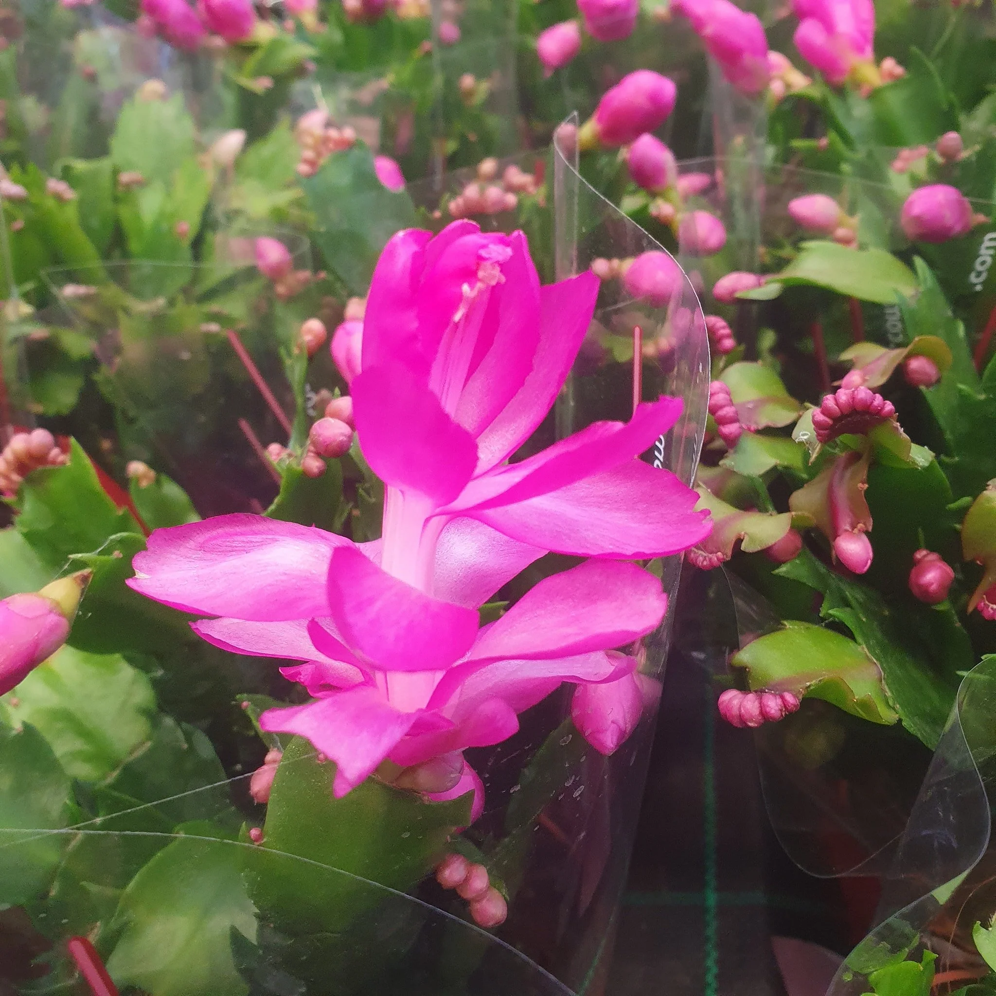 There is plenty of wonderful new stock perfect for your house that has arrived this week.

Come and take a look, prices start as little as &pound;1.49!!!