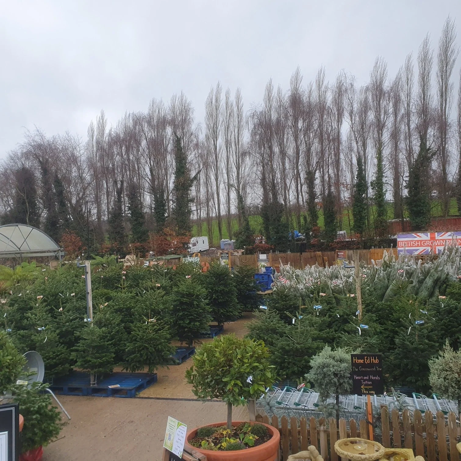 More Christmas Trees have arrived!!!