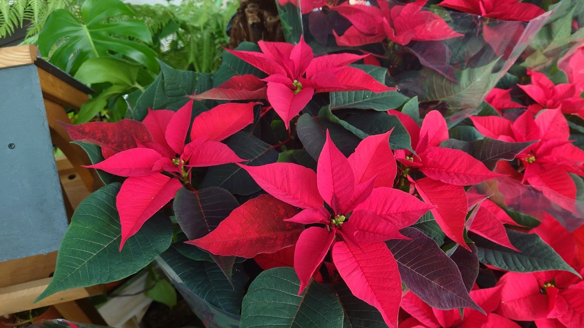 🌲🌲 All Xmas Trees now &pound;20.00 any size.

Poinsettias all &pound;3.99 any size