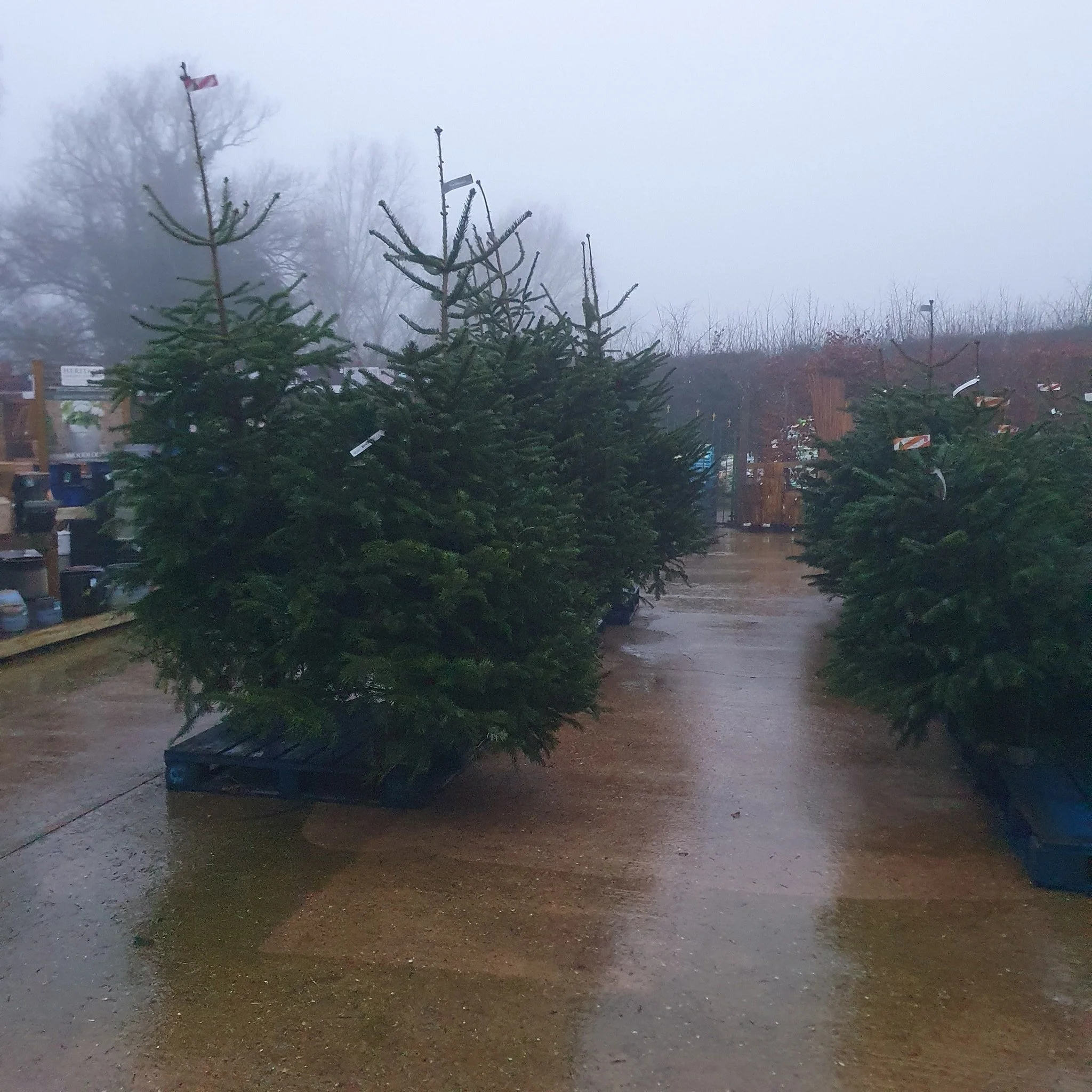 Has December flown by?

It's not too late to get a Christmas Tree!

We have a small selection of trees varying in size all for &pound;20 each

Pick up yours today! Open 10am - 4pm