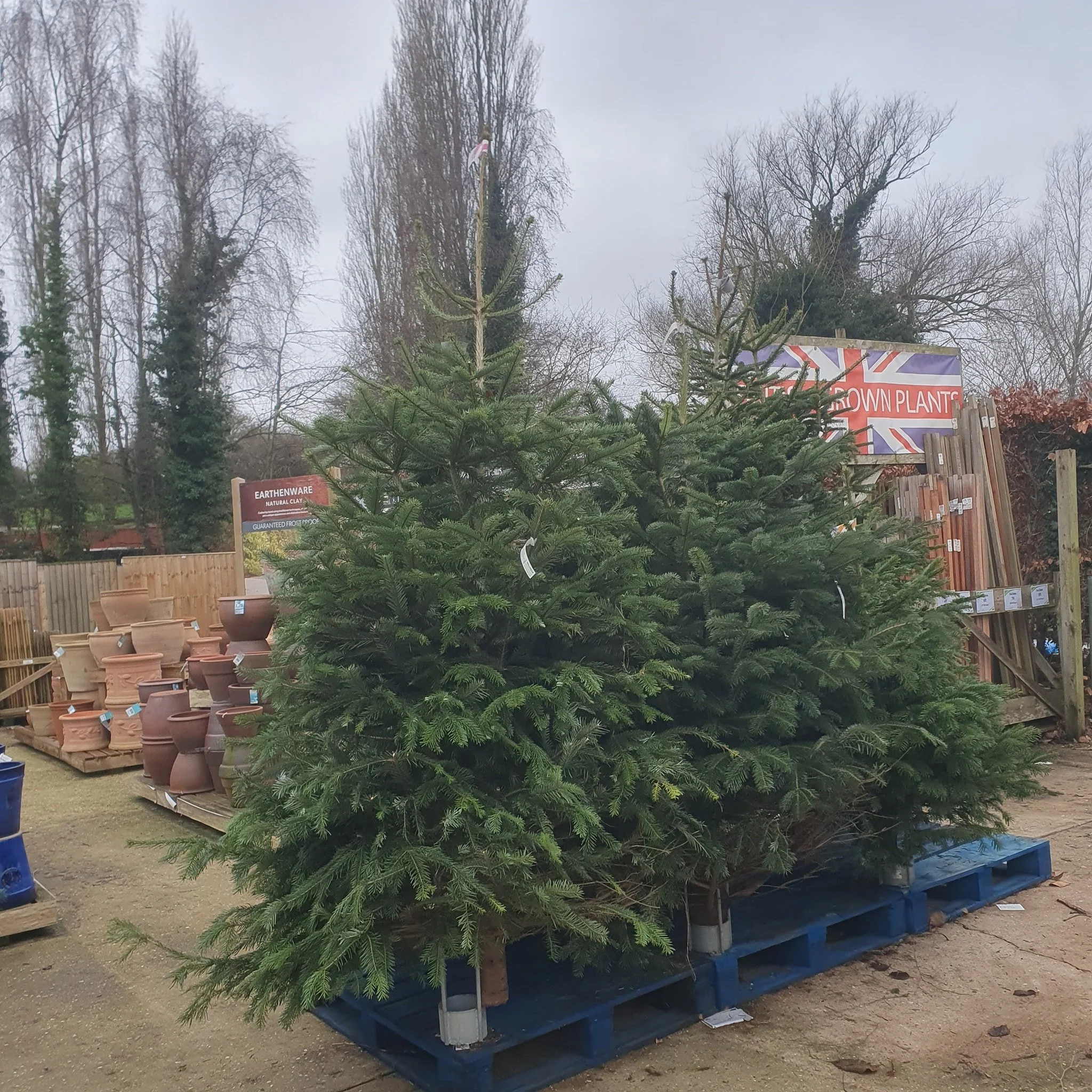 Free Cut Christmas Trees!!!

Collection before 4pm Today ( 23rd December)

Whilst stock lasts