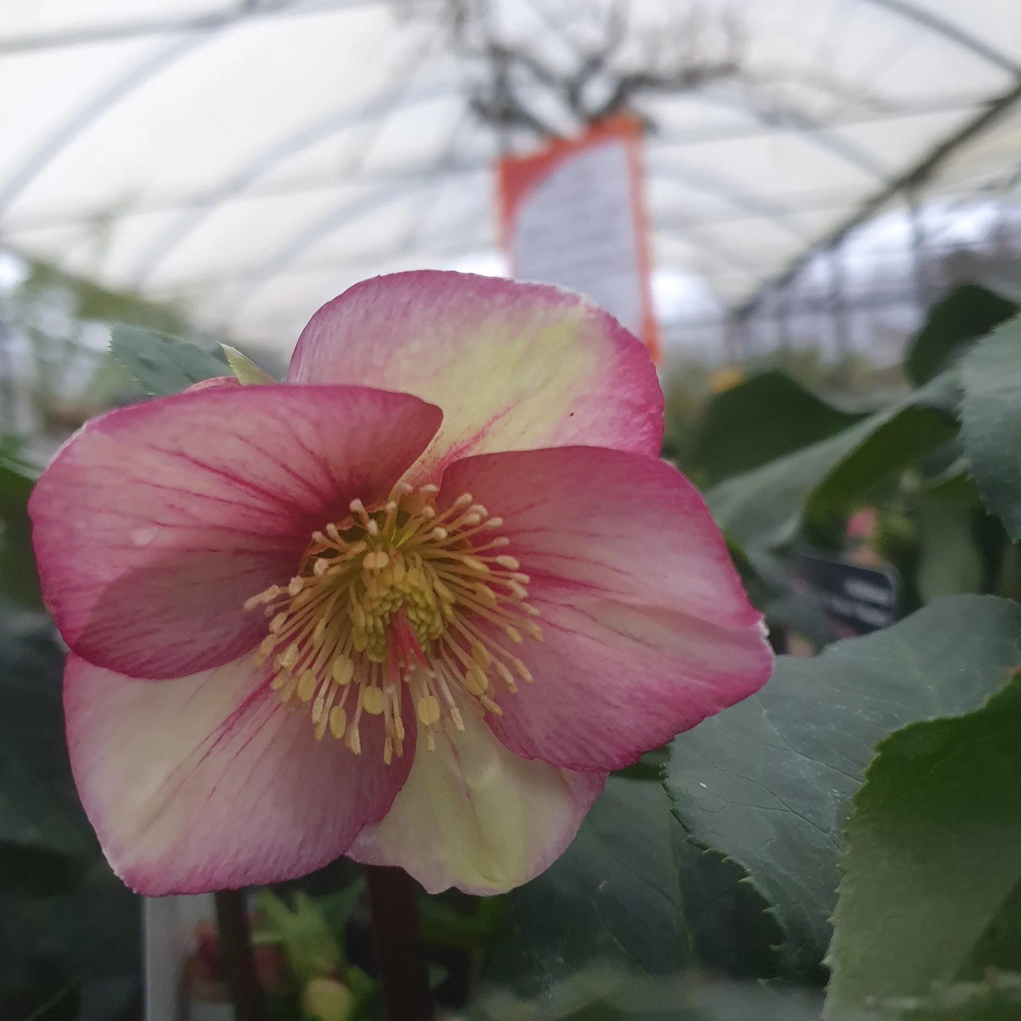 Don't Misss Out!

Our 35% Off Sale ends Monday 12th Januart

Offer Applies to most items, but not Animal Products, Gift Cards or Clearance Lines