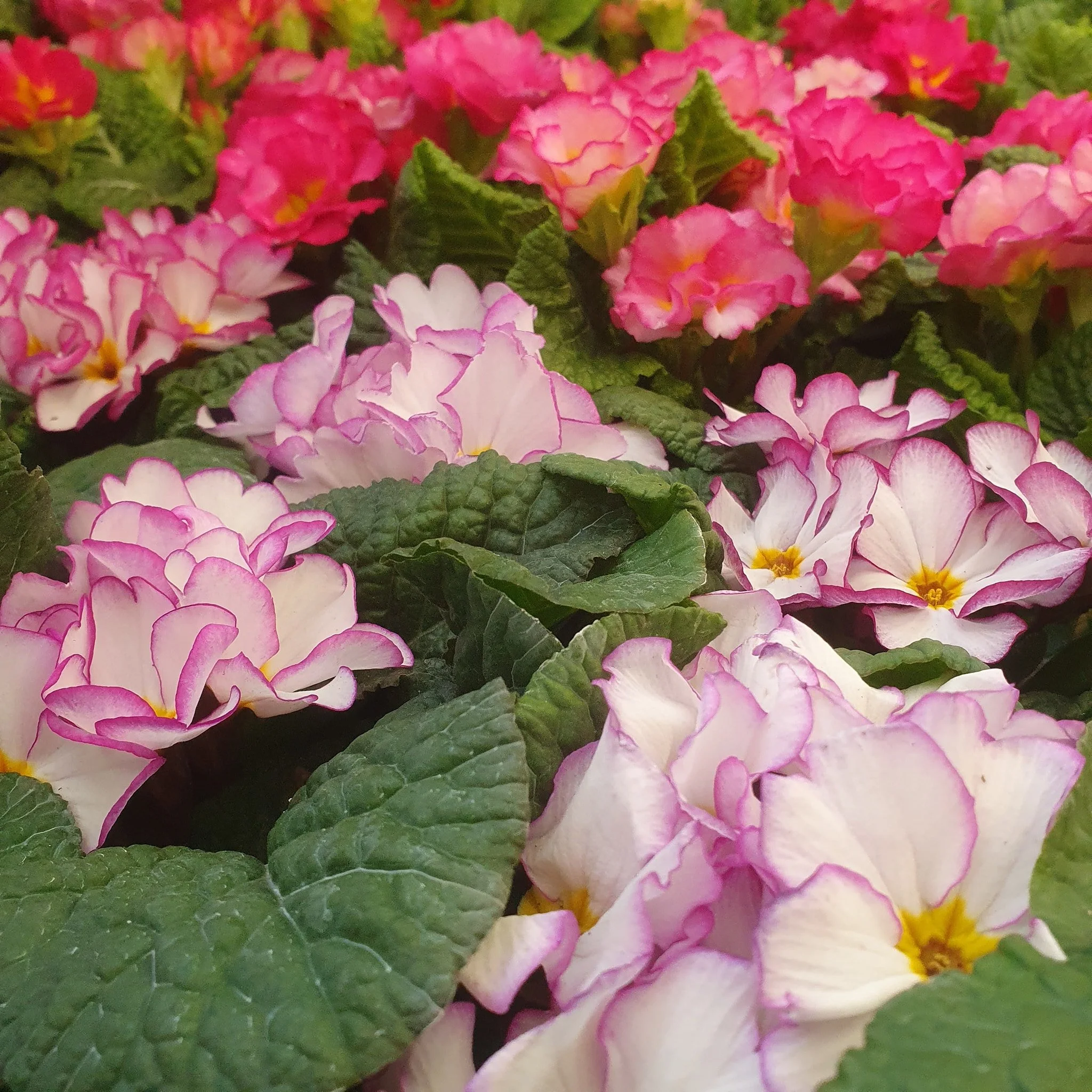 We've had some wonderful stock arrive.

Bring on the season of colour!