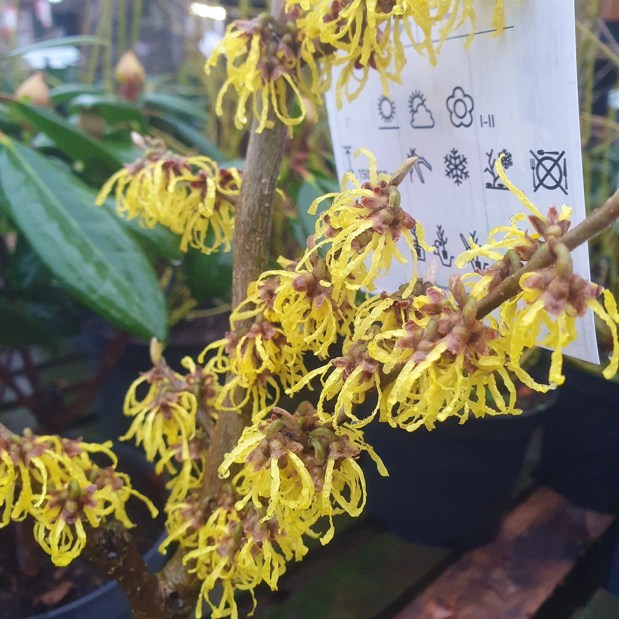 It's Early in the year, but there are some wonderful flowering shrubs that can add a touch of colour and interest in your Garden!

Check out some stunning colour and buds in stock currently.