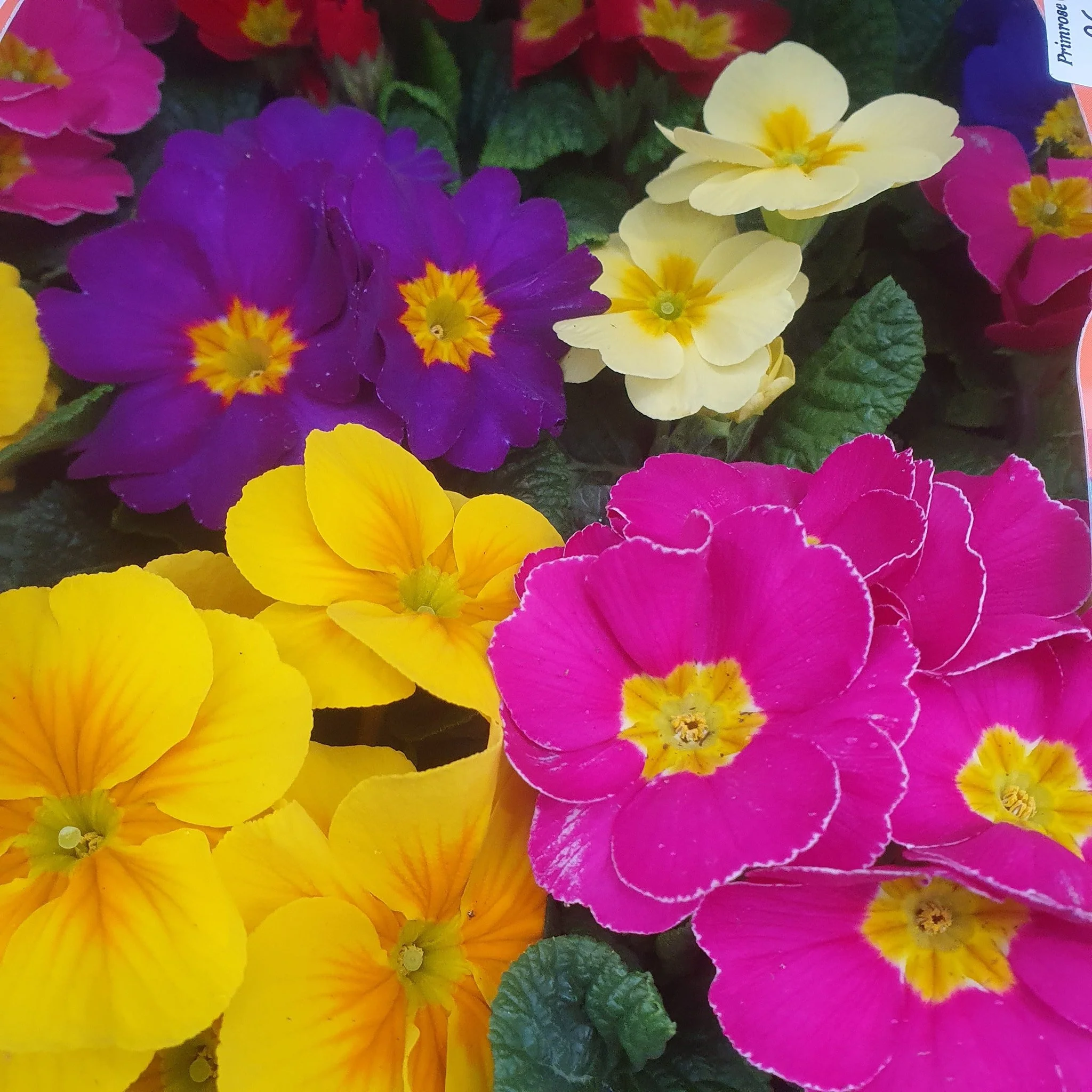 Brighten up your garden with our stunning new Primroses and Polyanthus!

They are a perfect way to welcome the growing season, with vibrant pops of colour.