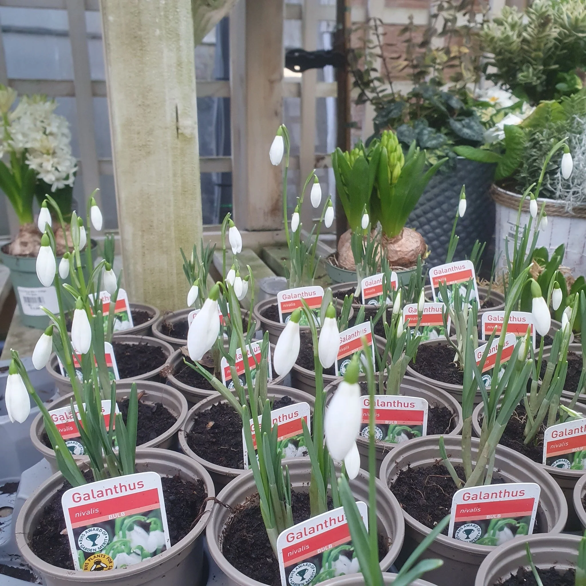 We have a beautiful selection of potted spring bulbs, ready for that early pop of spring colour. 

And have you seen our selection of Dahlia Tubers, perfect for a long summer of colour, and perfect as cut flowers.