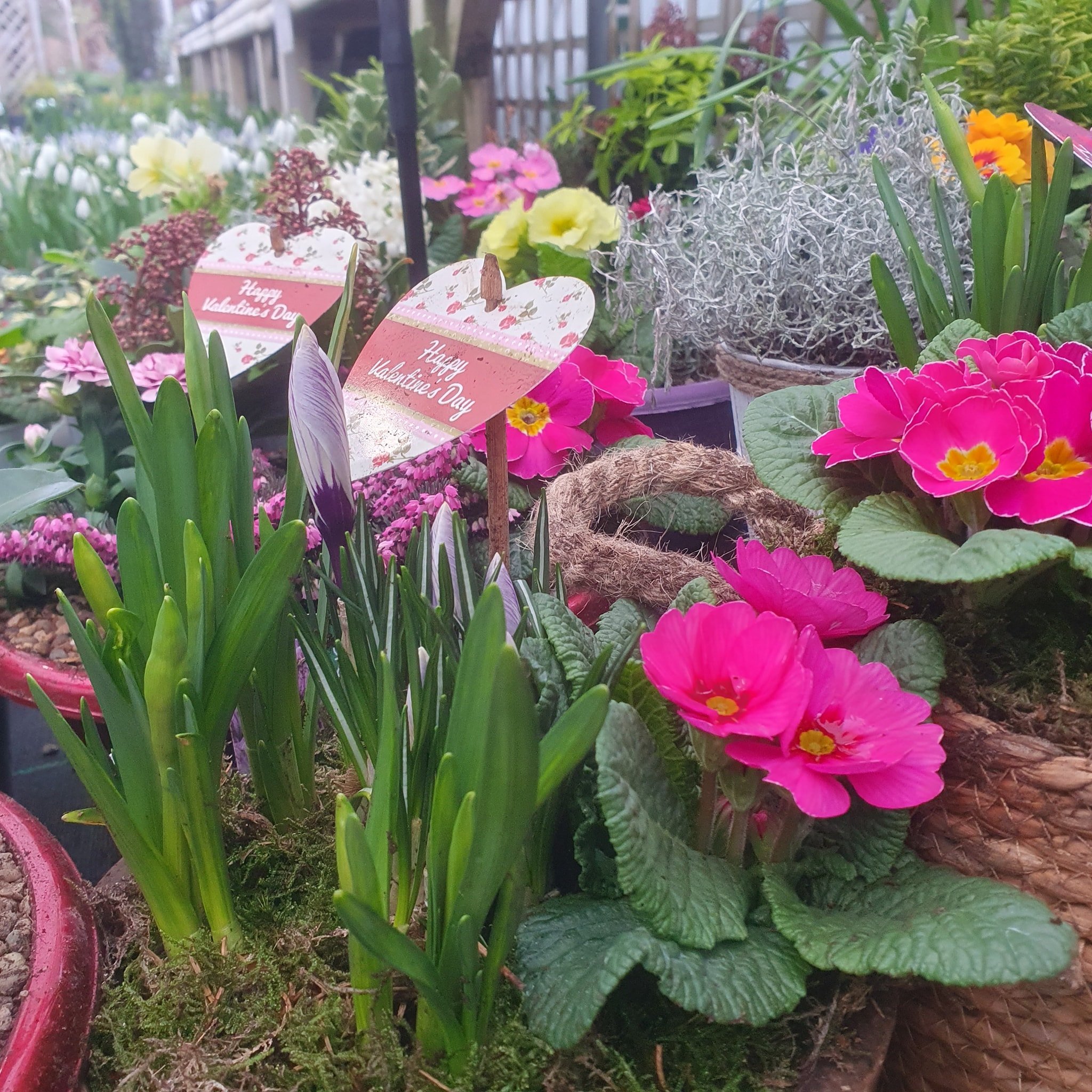 It's not too late to get your loved one a gift this valentines, come and take advantage of our wonderful offer, and explore are large selection of wonderful plants 💘