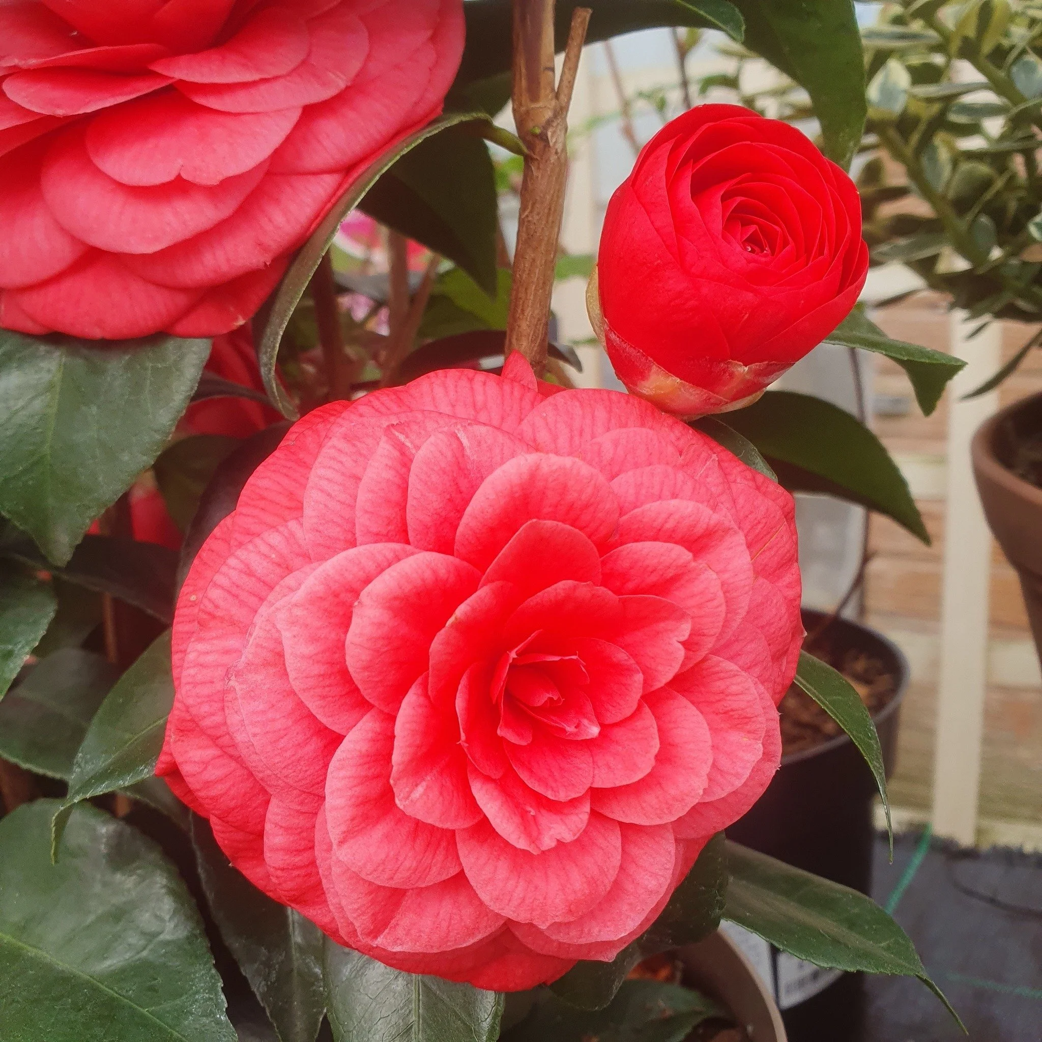 There are some blooming lovely flowering Shrubs and Trees here at Floralands, 

Early flowering splendor to suit the majority of tastes.

Pick one today to add instant colour to your space