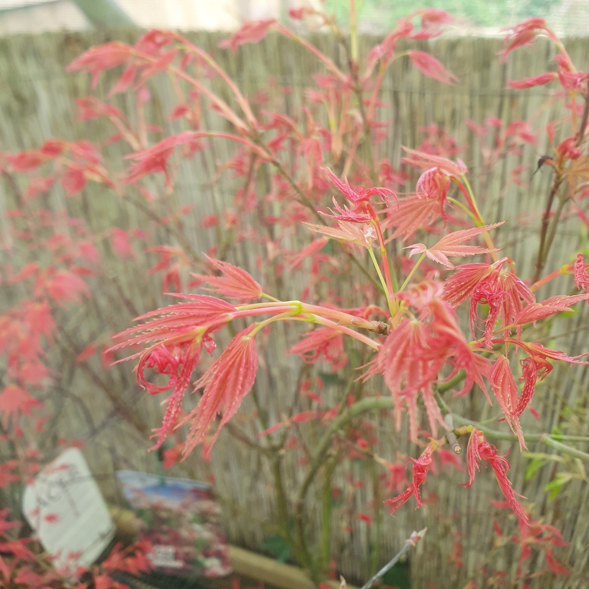 The Japanese Maples are beginning to wake!