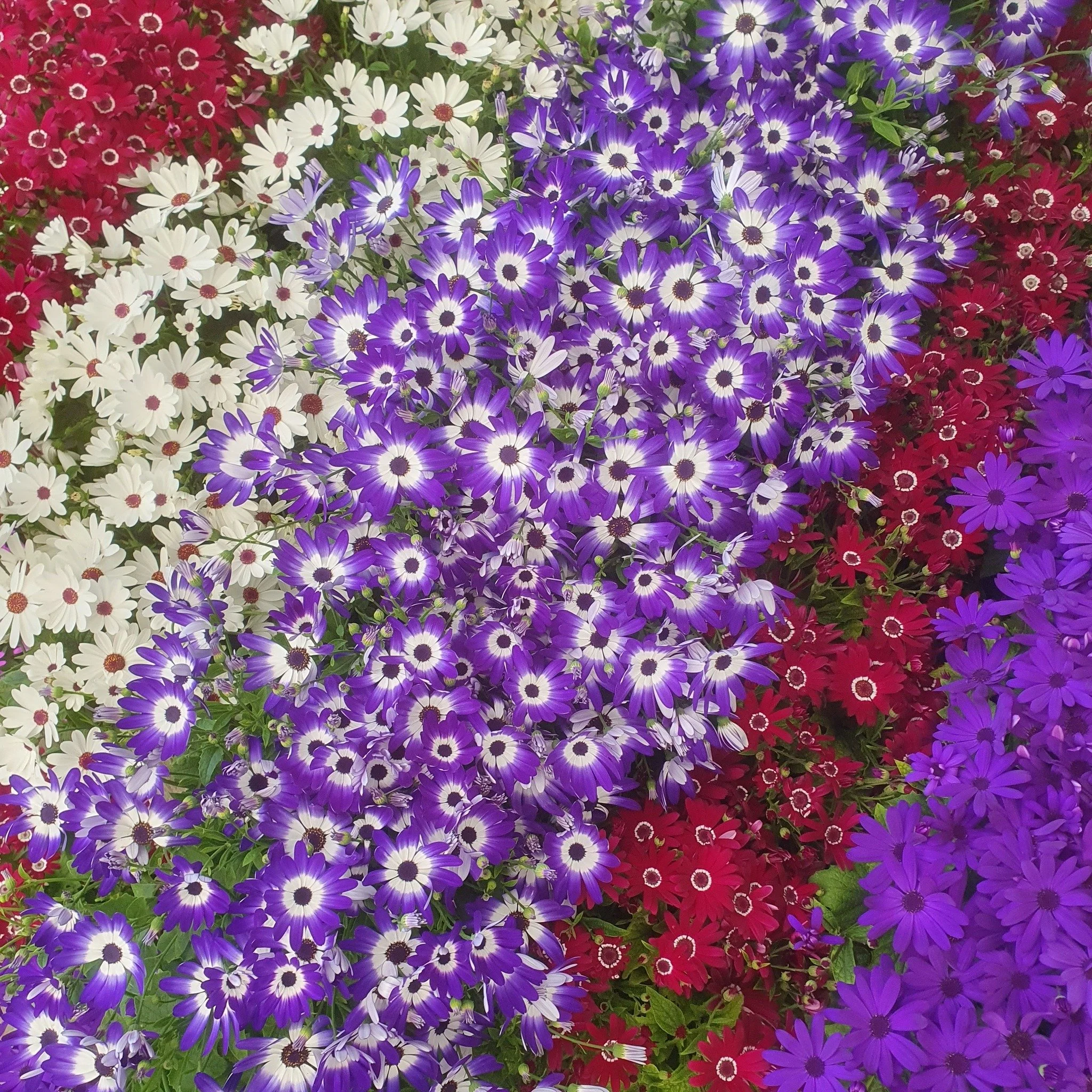 Are you looking for that instant "wow" factor? 

Meet the Cineraria Senetti&mdash;the absolute royalty of early-season color! 👑 In shades of electric blue, deep magenta, and stunning bi-colors that look almost too bright to be real.

💡 To