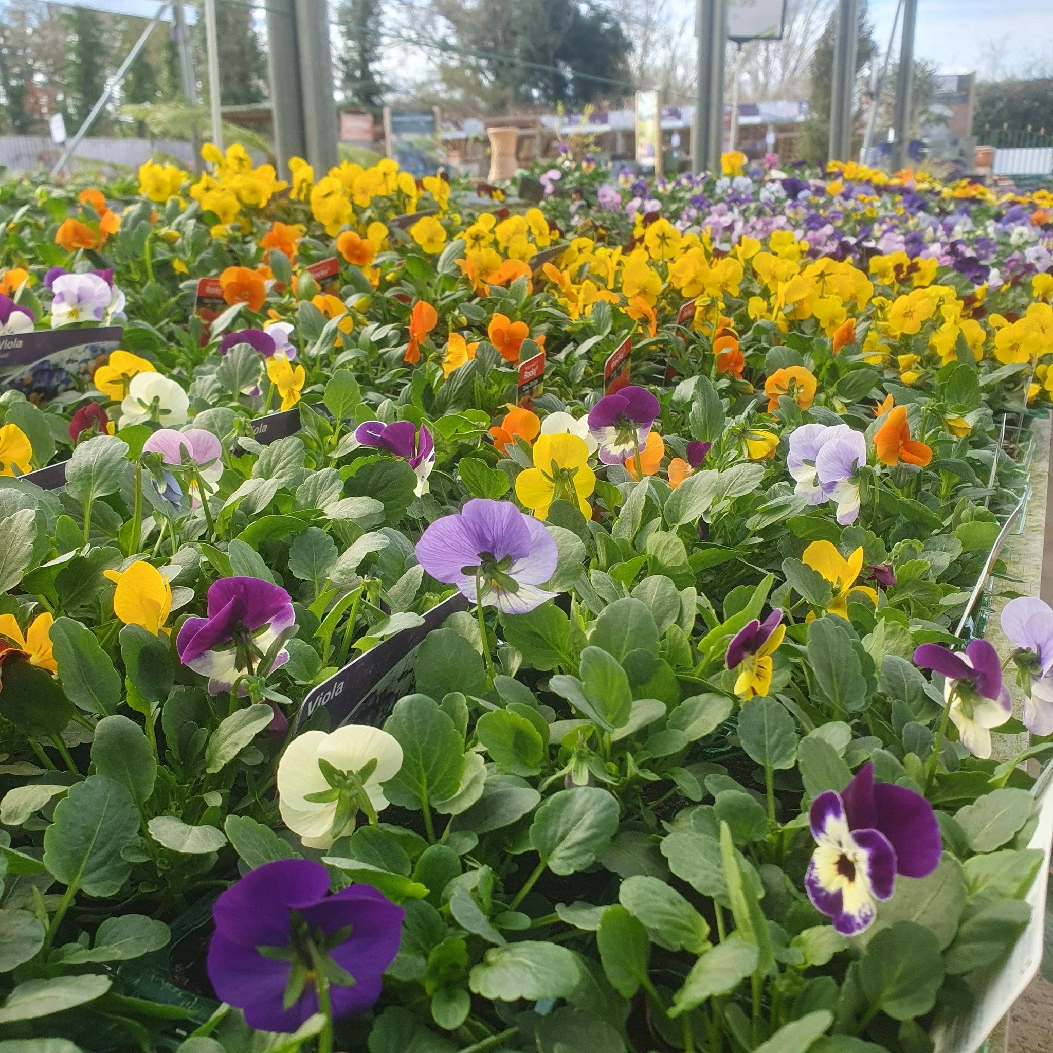 Are you thinking about your Summer Baskets?

We have started to get in our range of basket favourites. Think about planting soon so that your baskets are in full flow to start the summer.

More variety arriving in due course.