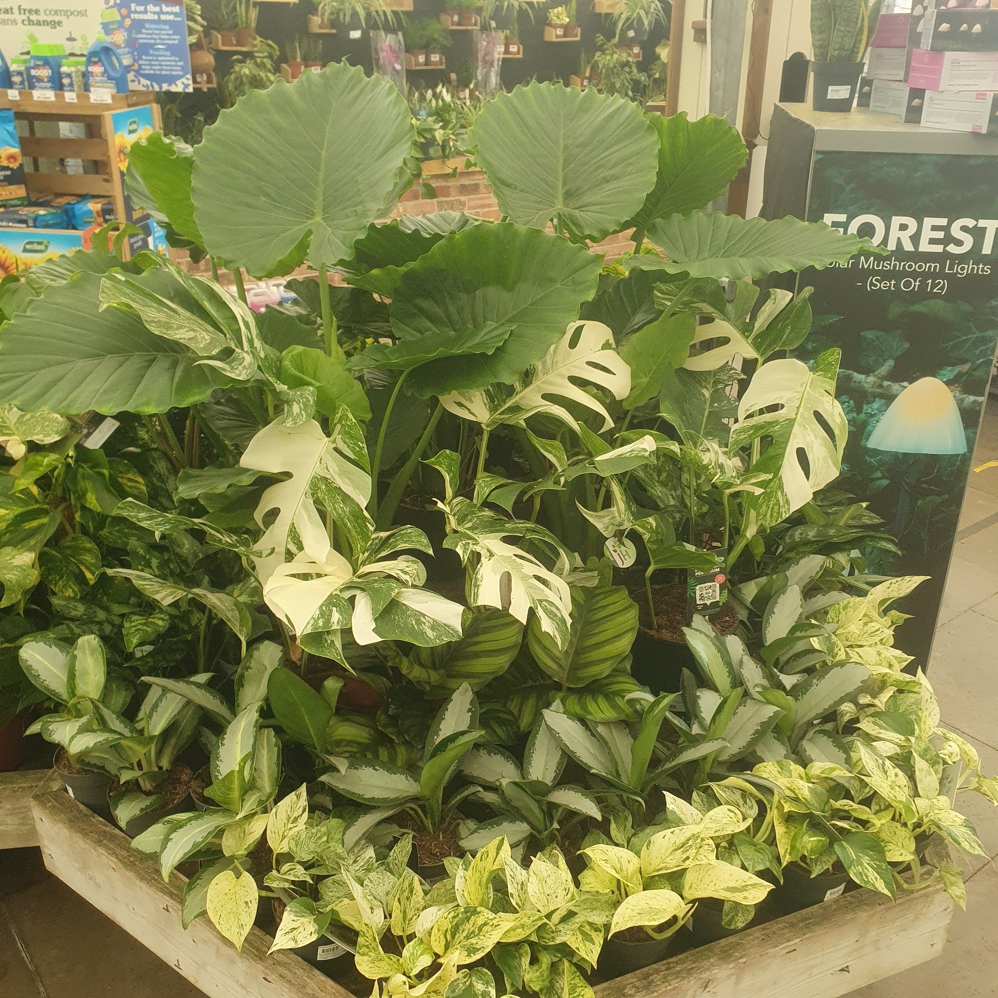 We've just had some wonderful new arrivals in our Houseplant department!

#gardencentre  #mapperleyplains s  #woodborough h  #mapperley  #nottinghamshire e  #nottingham  #mapperleynottingham  #arnold