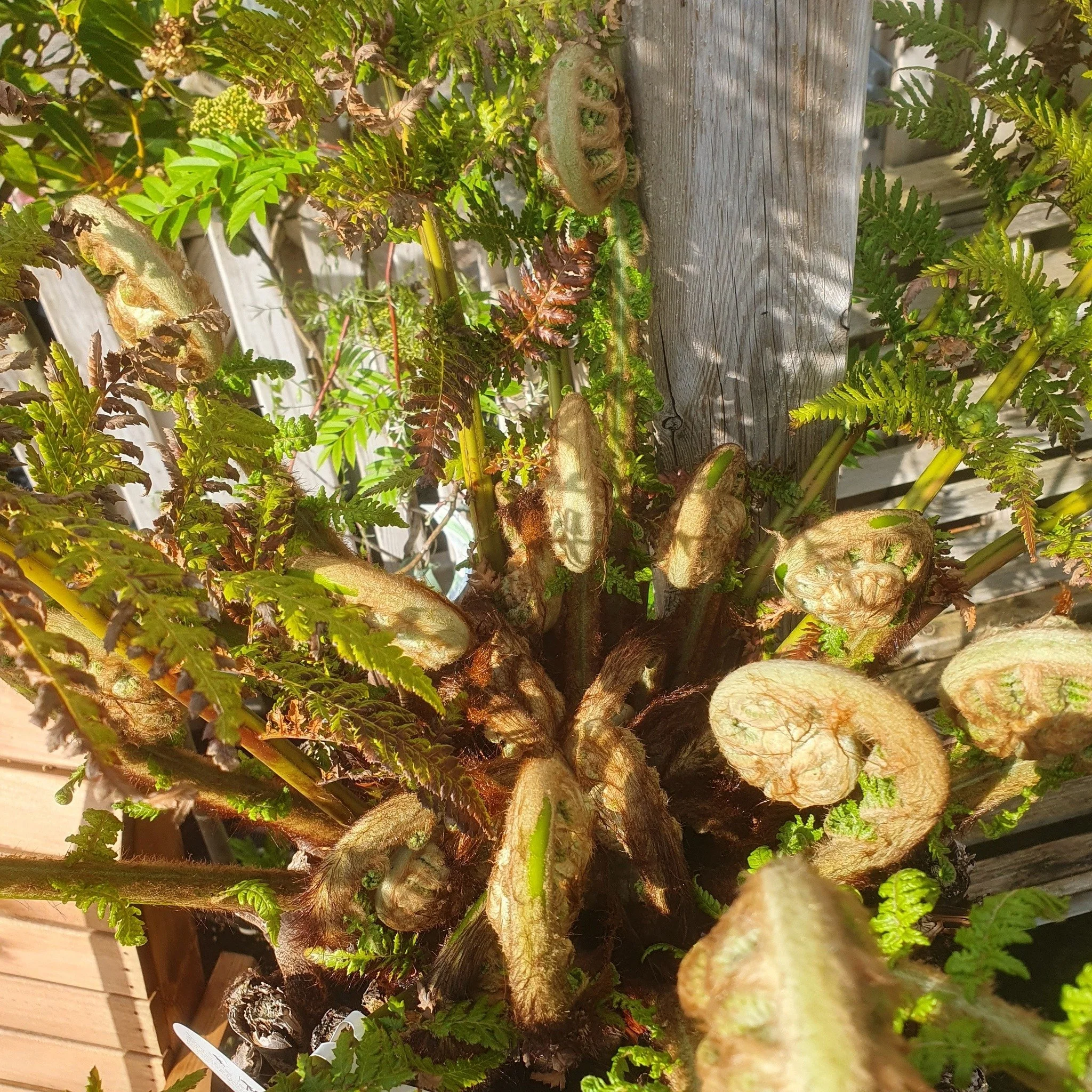 New stock has arrived!!

We have some wonderful new Ferns &amp; Tree Ferns. Check out there wonderful new crozier ready to un furl into wonderfully large fronds. 
 #treeferns #tropical #gardencentre  #mapperleyplains  #woodborough  #mapperley  #notti