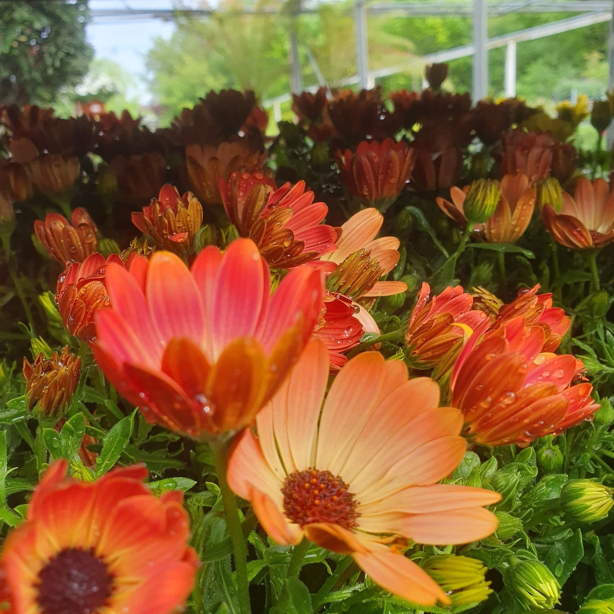 We have loads of wonderful bedding plants ready to fill your baskets this summer.

Come in and take a look.

#gardencentre  #mapperleyplains  #woodborough  #mapperley  #nottinghamshire  #nottingham  #mapperleynottingham #arnold