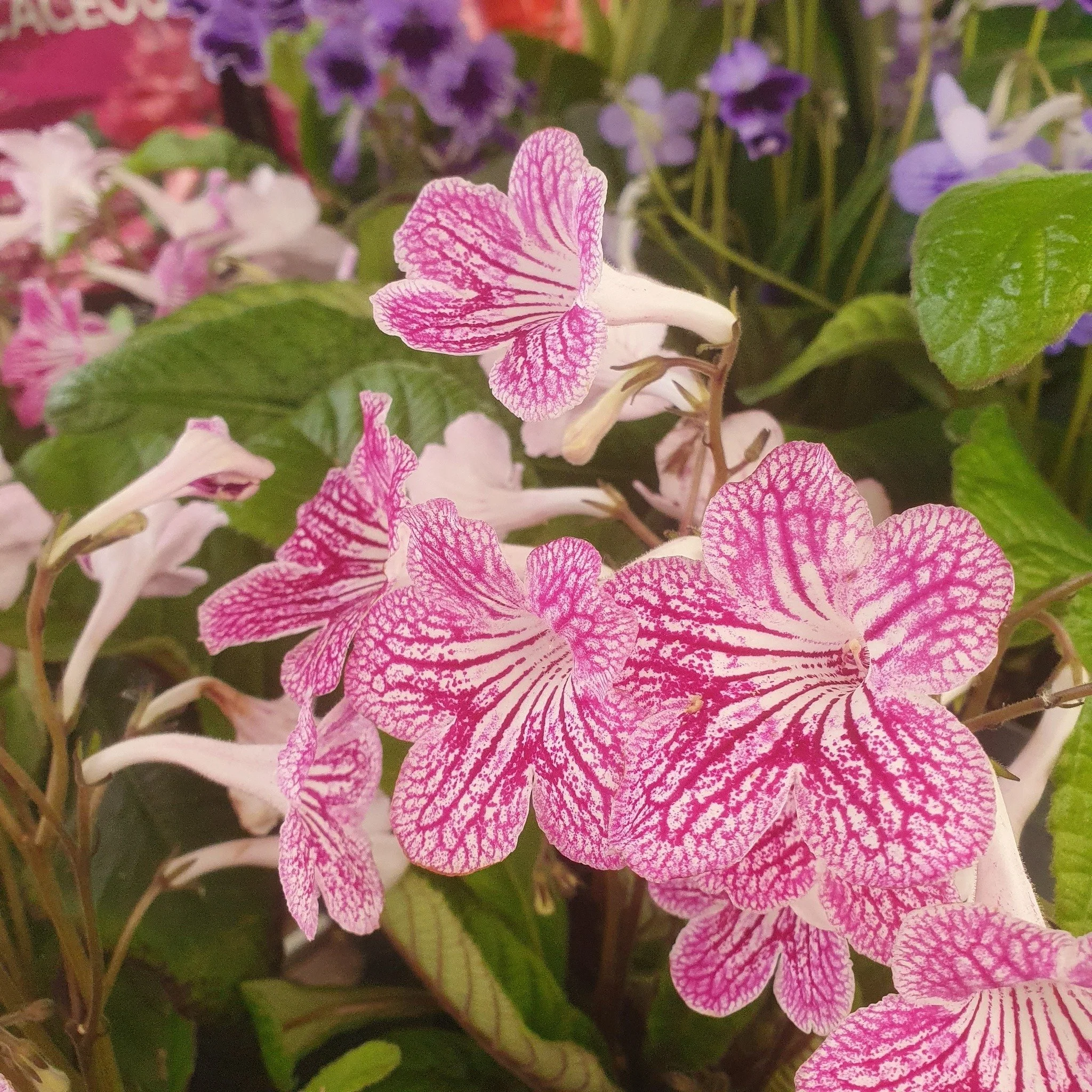 We jave just recieved a fabulous selection of Streptocarpus, take a look at some of the lovely flowering colours on display.

Grown in the UK by a specialist nursery these are a great addition to you houseplant collection 

#gardencentre  #mapperleyp