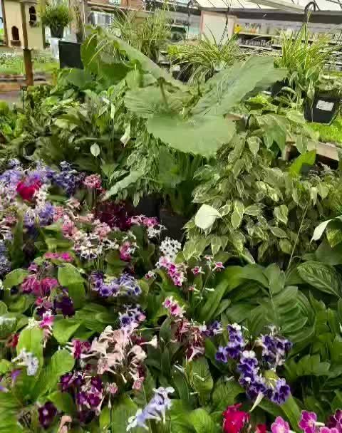 We've had a lovely range of new house plants this week, come in and check them out.

My favourite are the Streptocarpus, what lovely flowering interest for your home.