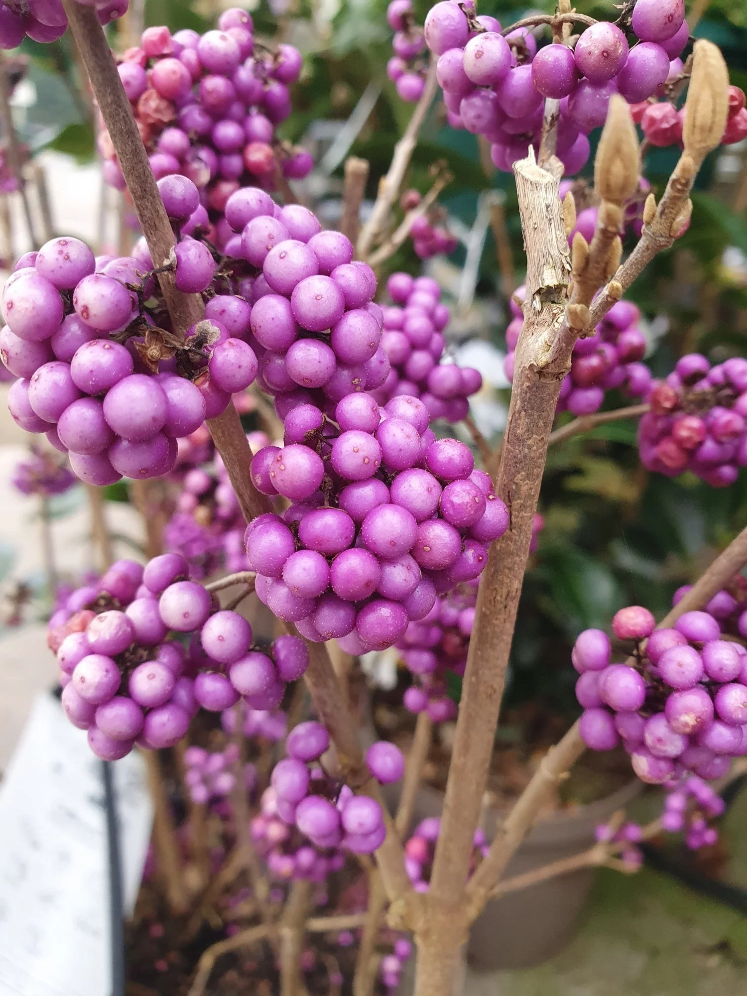 Purple beautyberry (Callicarpa) berries at Floralands Garden Centre