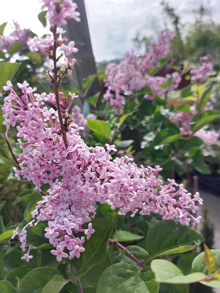 Pink lilac (Syringa) in flower at Hollybeck Garden Centre