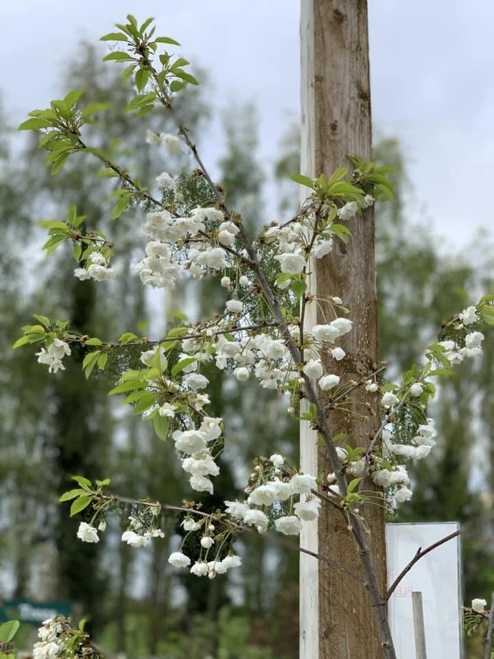 White blossom on a young ornamental tree at Floralands Garden Centre