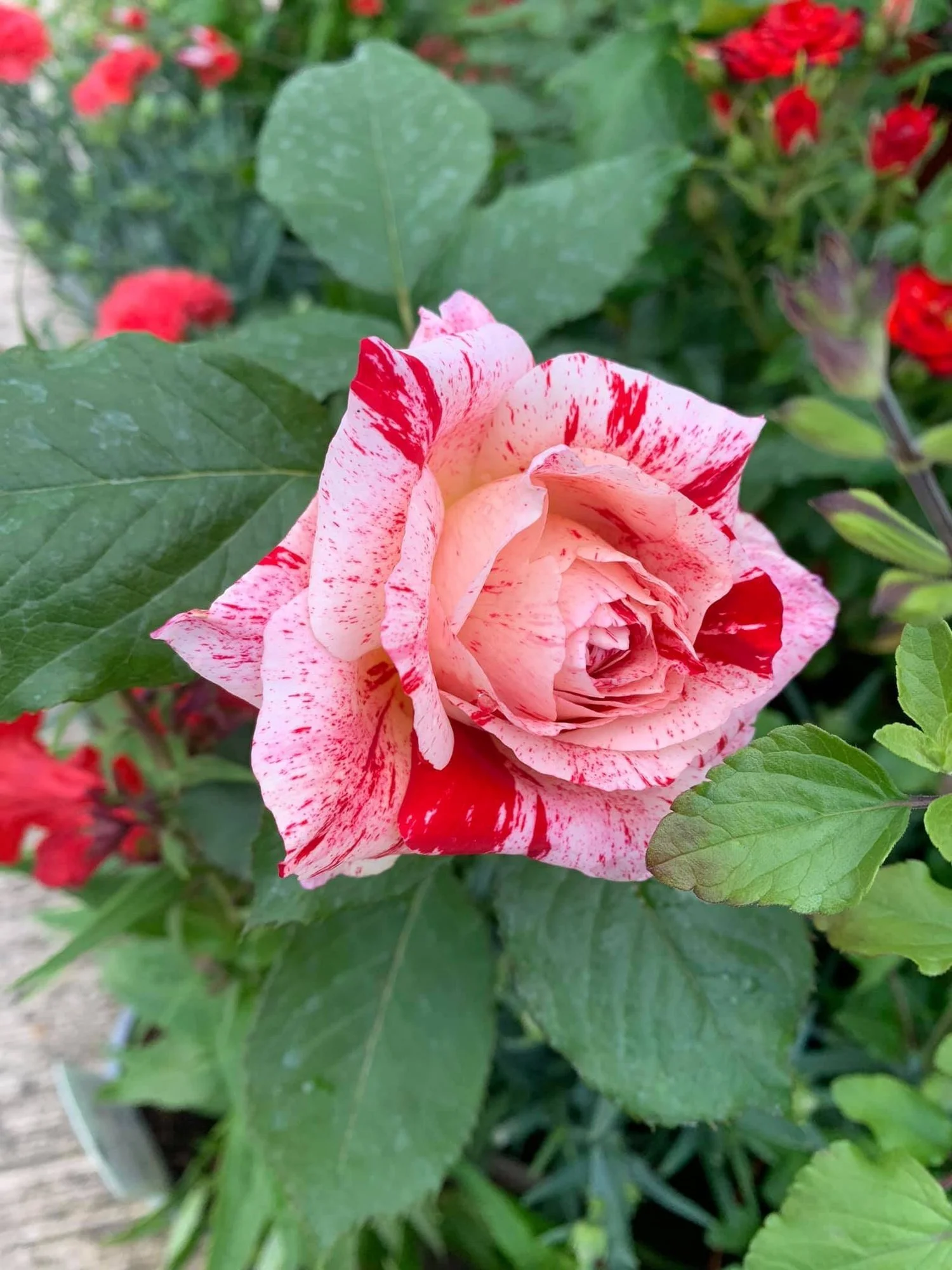 Pink and red striped rose at Floralands Garden Centre
