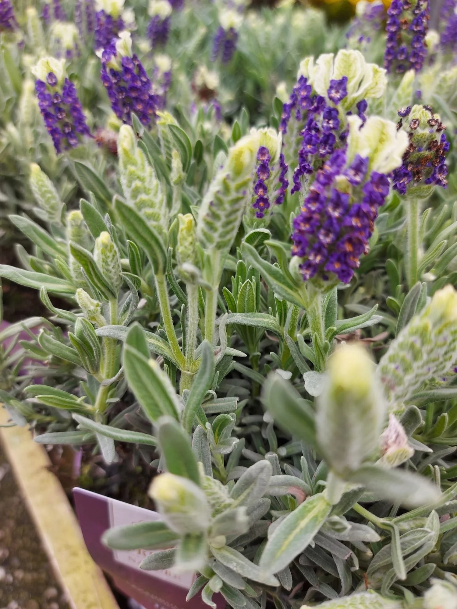 Lavender plants in flower at Hollybeck Garden Centre