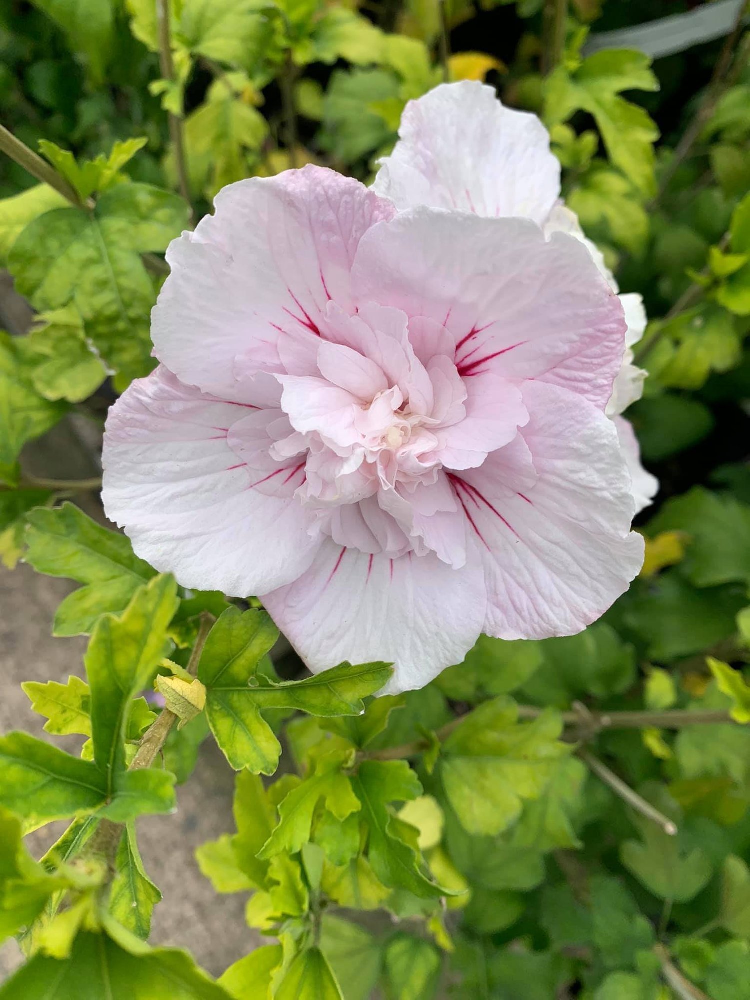 Pale pink double hibiscus flower