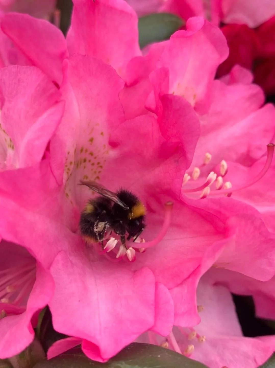 Bumblebee on a pink rhododendron flower at Floralands Garden Centre