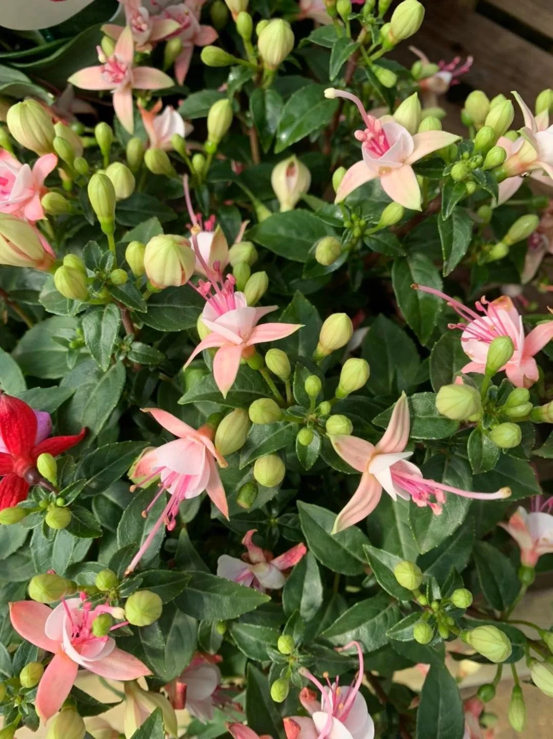 Pink fuchsia flowers and buds at Floralands Garden Centre