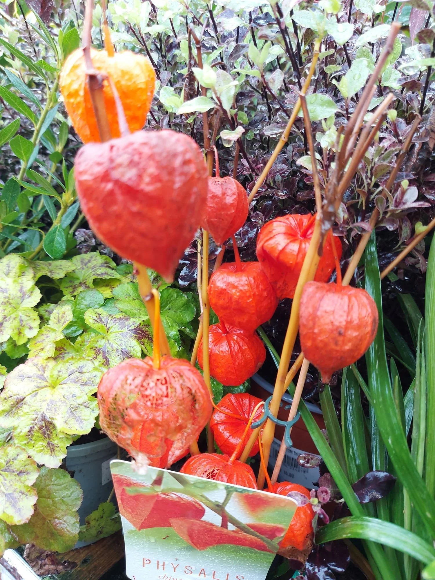 Physalis (Chinese lanterns) with orange seed pods at Hollybeck Garden Centre