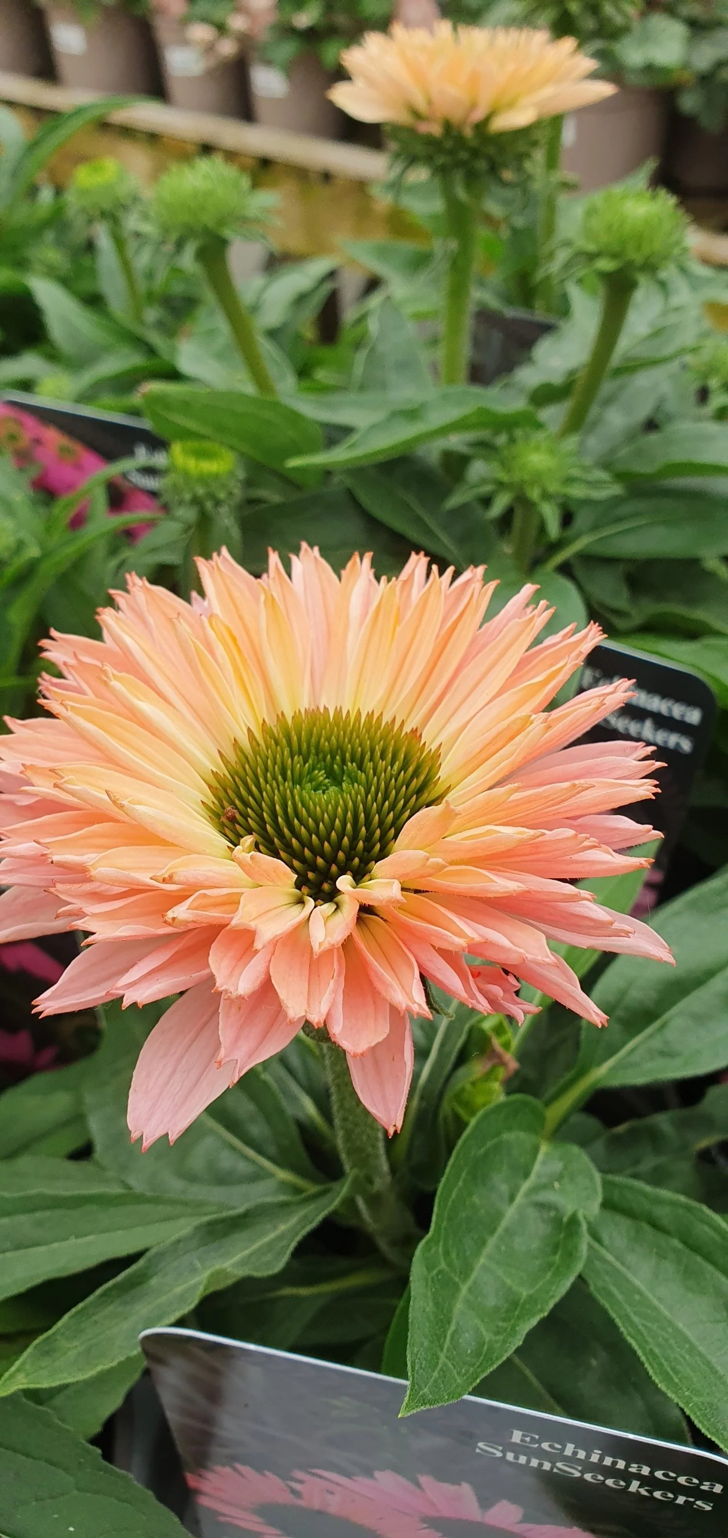 Peach echinacea (coneflower) in flower at Floralands Garden Centre