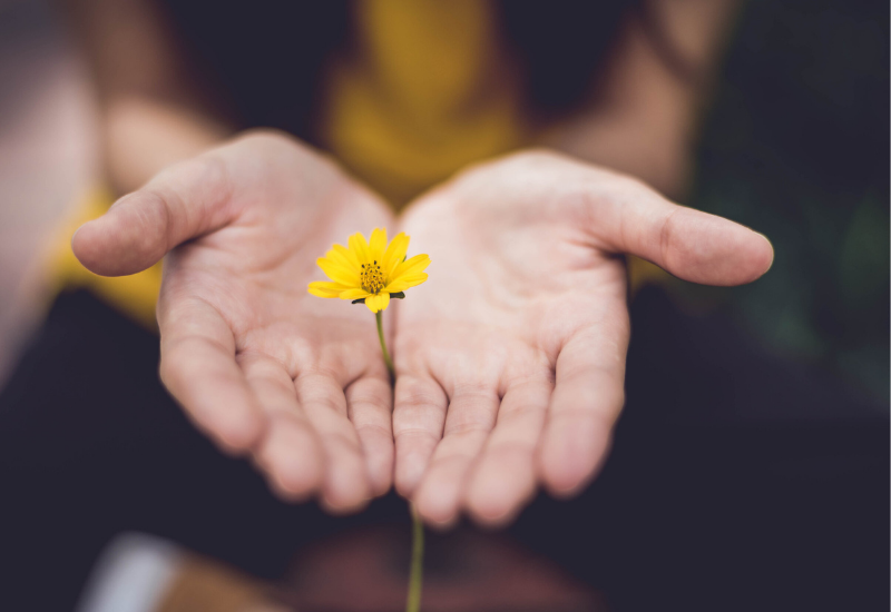 Hands holding flower