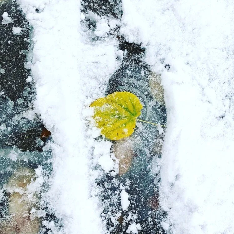 DMW_About_Winter.jpg
