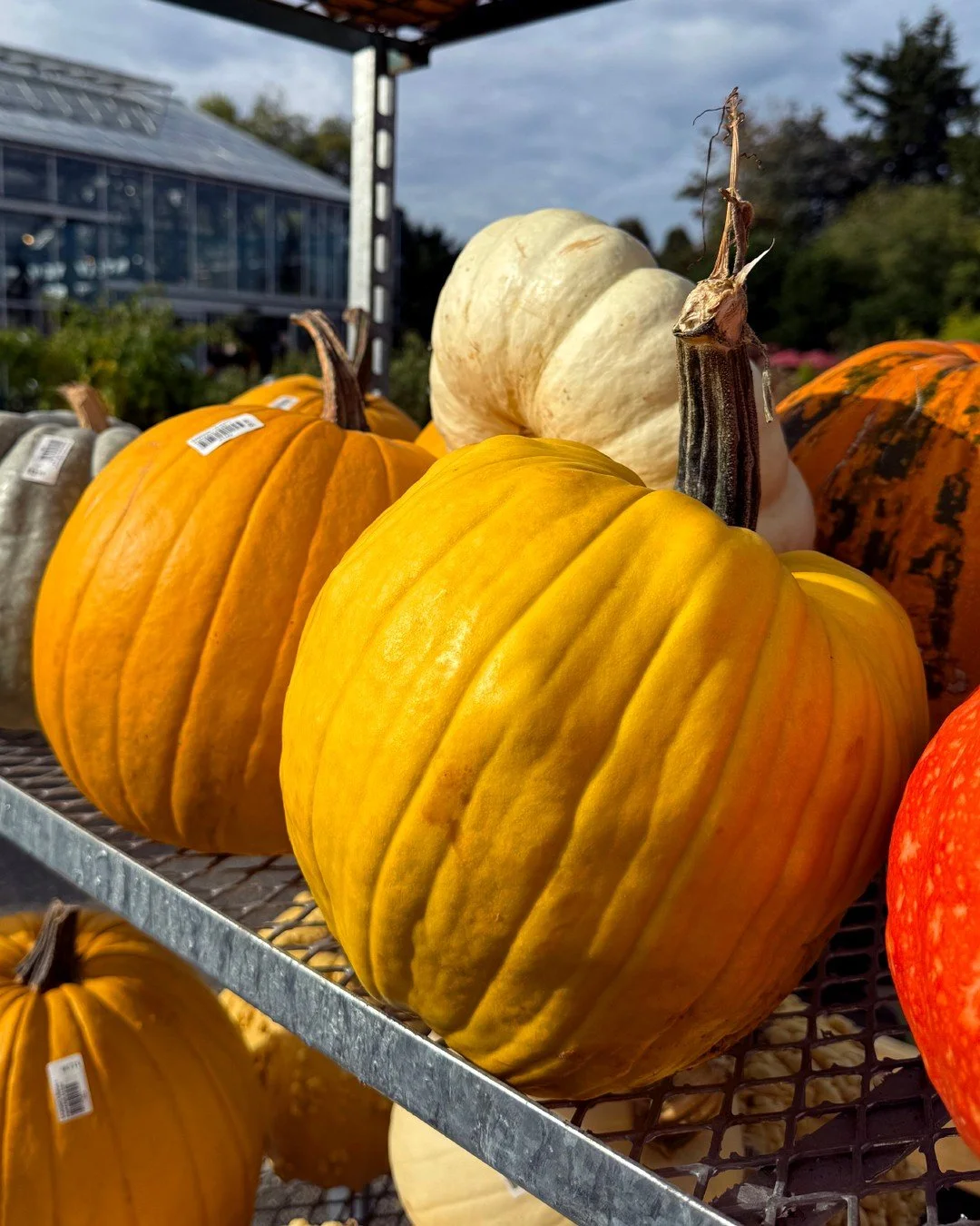 Some people thrive in the coming of summer, long days, sun-soaked energy, and the rush of outdoor adventures.

For me? That rush comes with fall. ✨ The crisp mornings, the food, the harvest from the end-of-summer garden&hellip;all of it fills my cup 