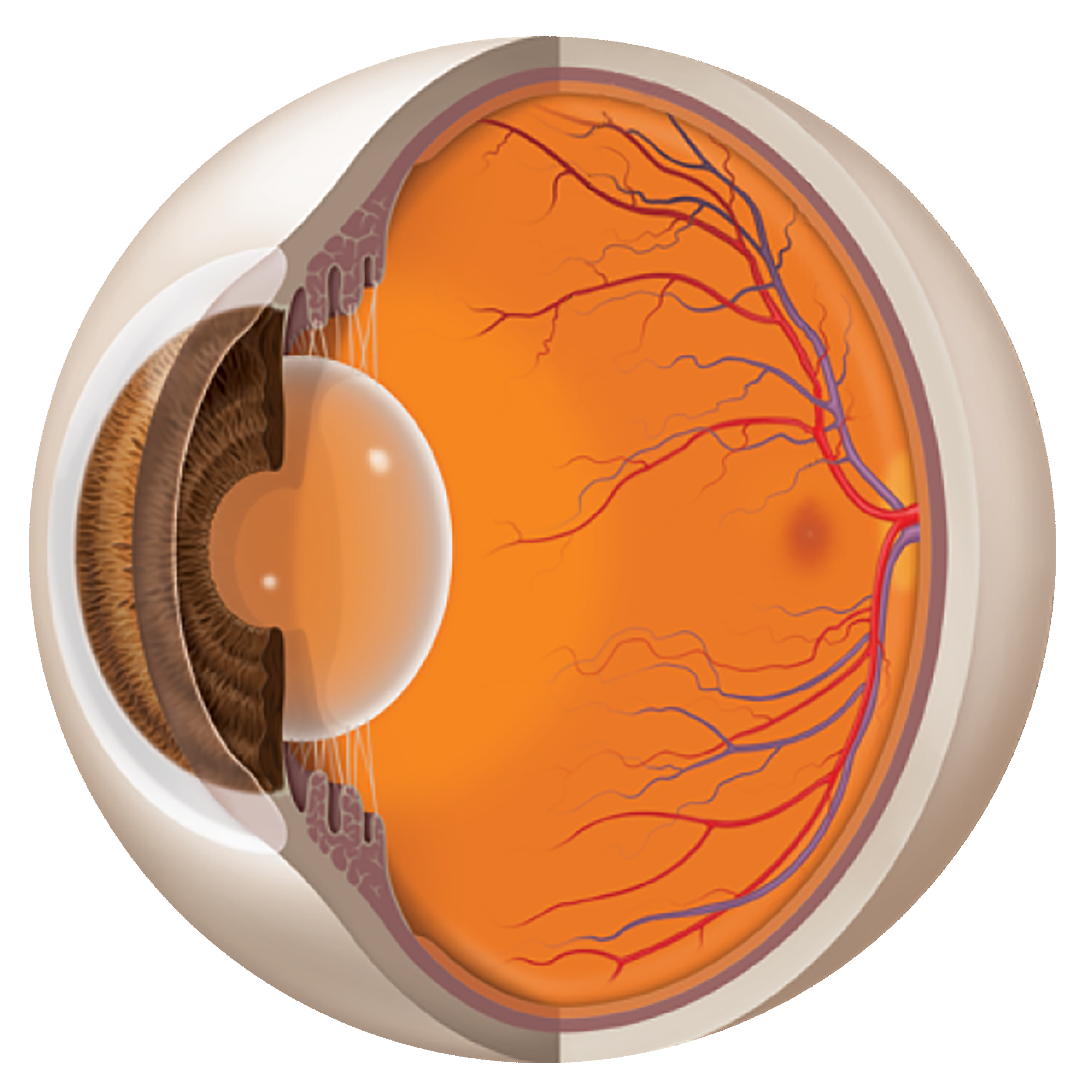 Retina Software AI Optics