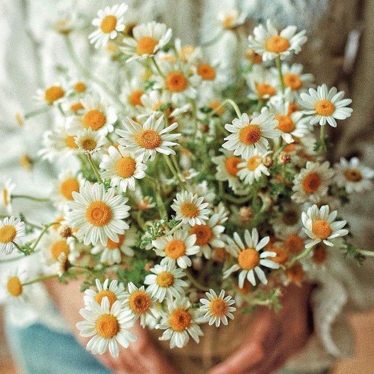 Chamomile 🌼 the herb so nice we feature it twice for our #herbofthemonth! 

Beautiful, fragrant, and feminine, chamomile helps us tap into a state of relaxation.

An ancient medicine, the benefits of chamomile are recognized both in western and trad