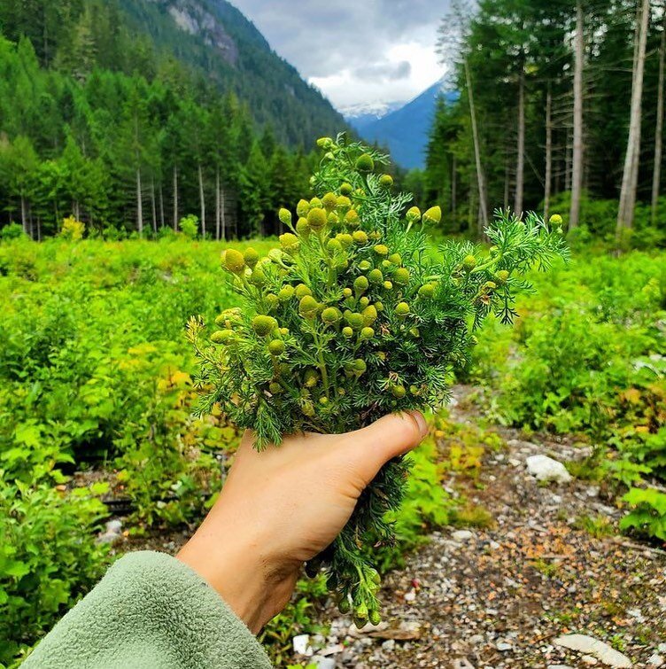 Wild chamomile, or pineapple weed is what we find growing wild in Montana. It covers my yard like a blanket pattern, woven between blades of grass. The fragrance is undeniable in the hot summer sun: warm, soft, soothing. When crushed it has a pineapp