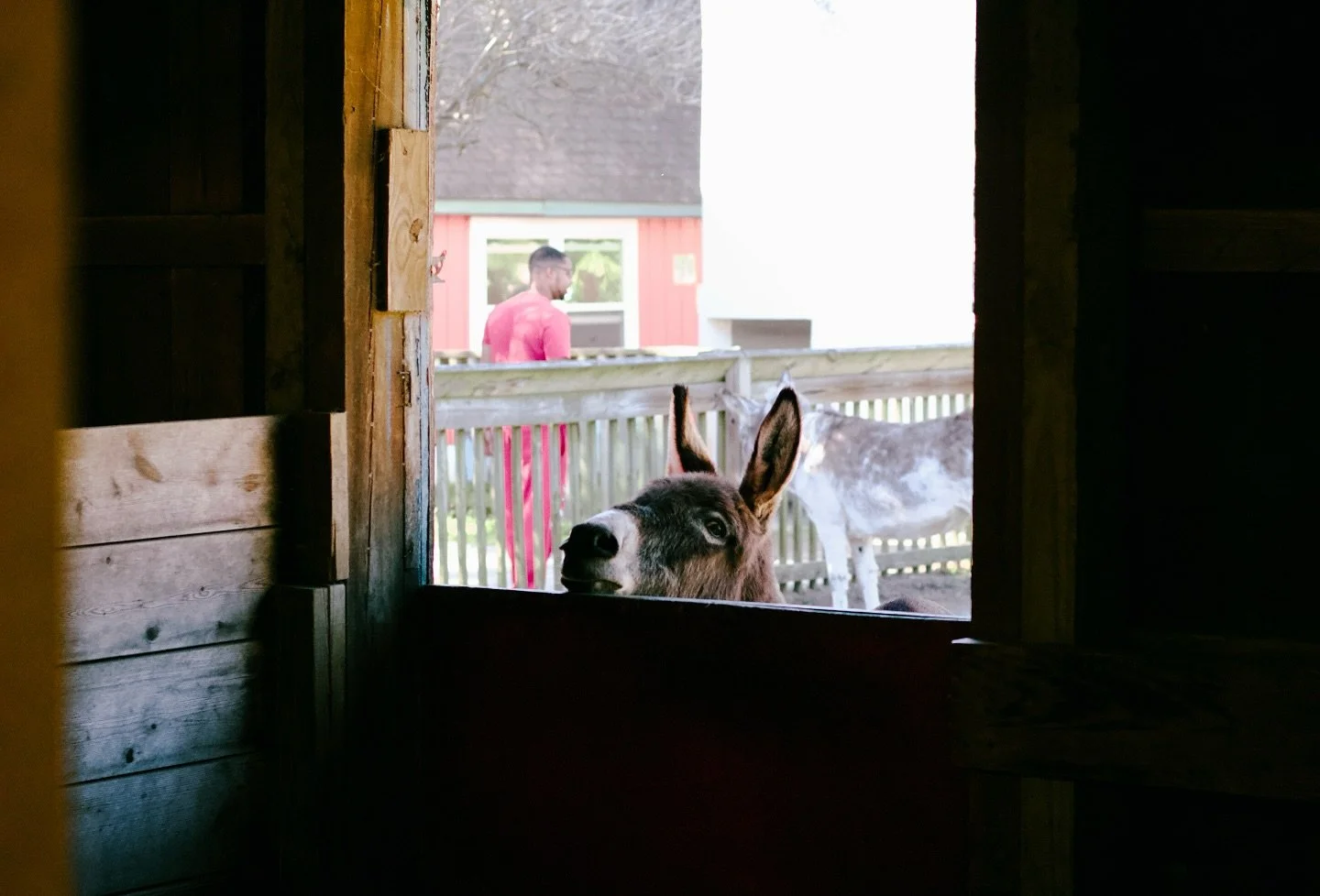 Look at Me!
I went to a Fall Festival event Bluebird Farm Park in Hampton, Virginia this weekend. I had never been and while this event was really geared towards kids and families I got to see a really cool place. They had all sorts of barnyard anima