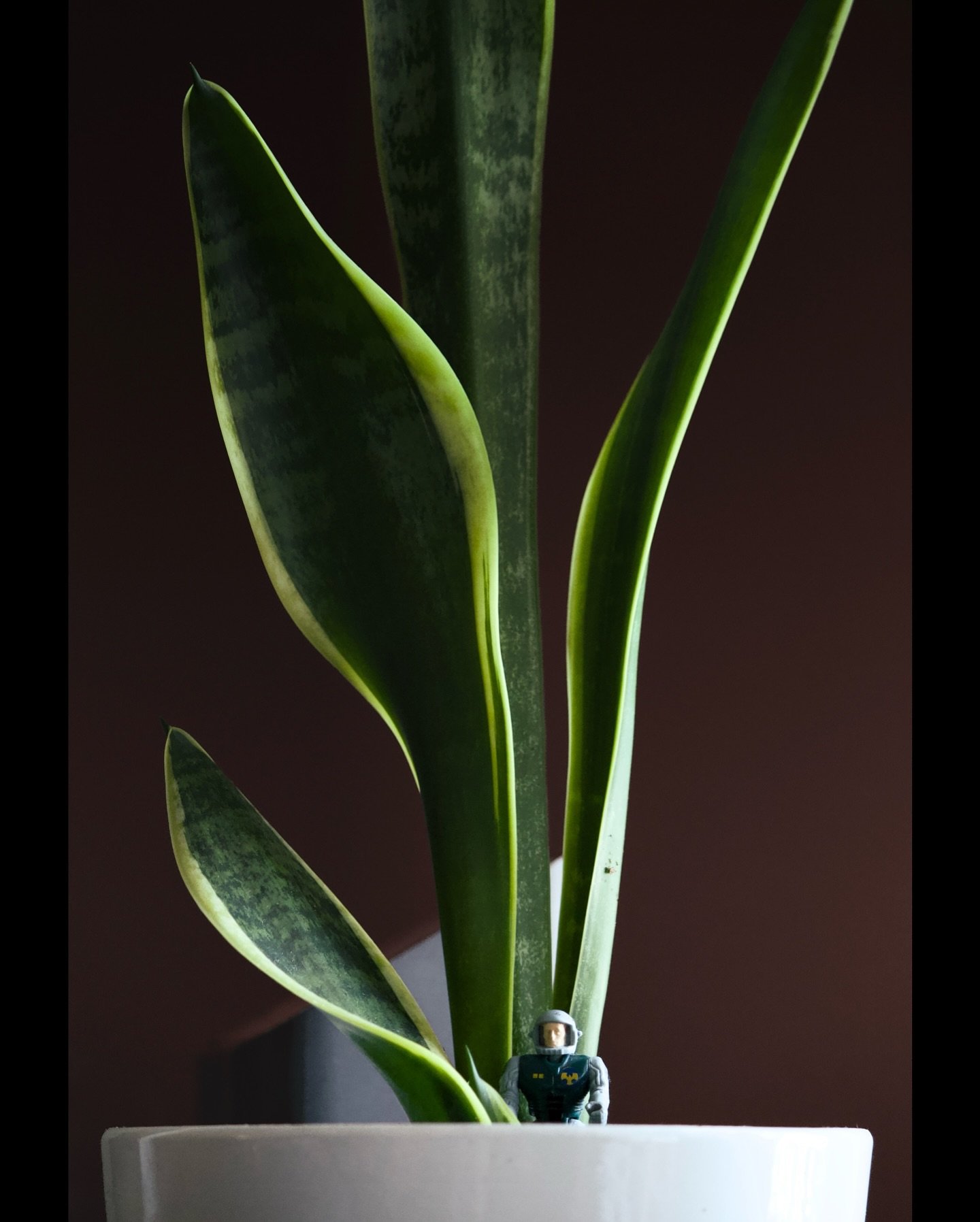 Major Tom
I have this little figurine that I found many years ago that has traveled with me all these years. He&rsquo;s always stuck somewhere in my home, a little oddity in a world of normal.
#52frames_outofplace #52frames