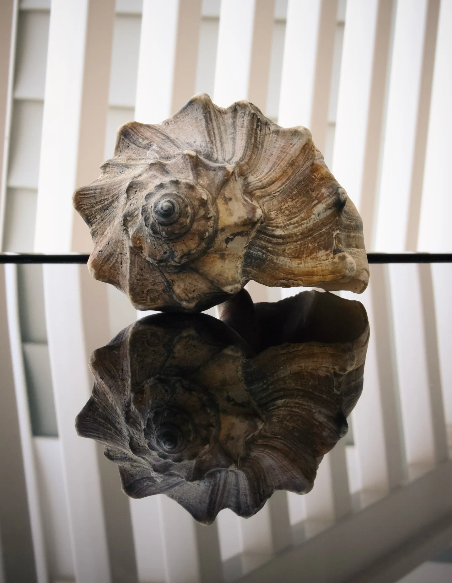 Shell Game
#52frames_reflections #52frames