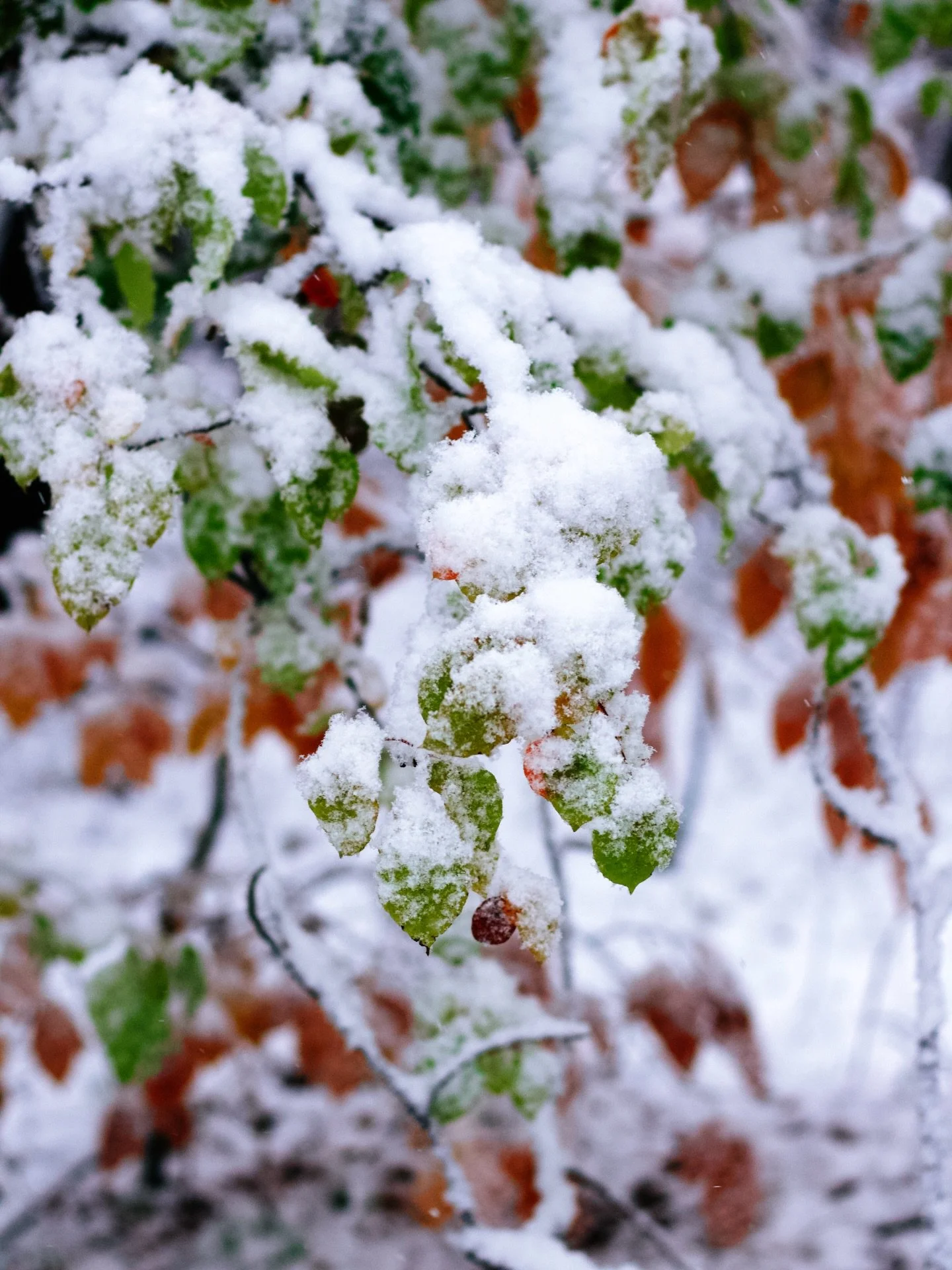 Snow makes me happy
Ever since I can remember, I have always gone on a walk during snowfall. It didn&rsquo;t matter if I was a little late to everything else; a walk was needed. It is especially nice on days where everyone else is inside and the worl